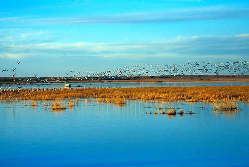 Experts: These Are the Hottest Birding Destinations in America