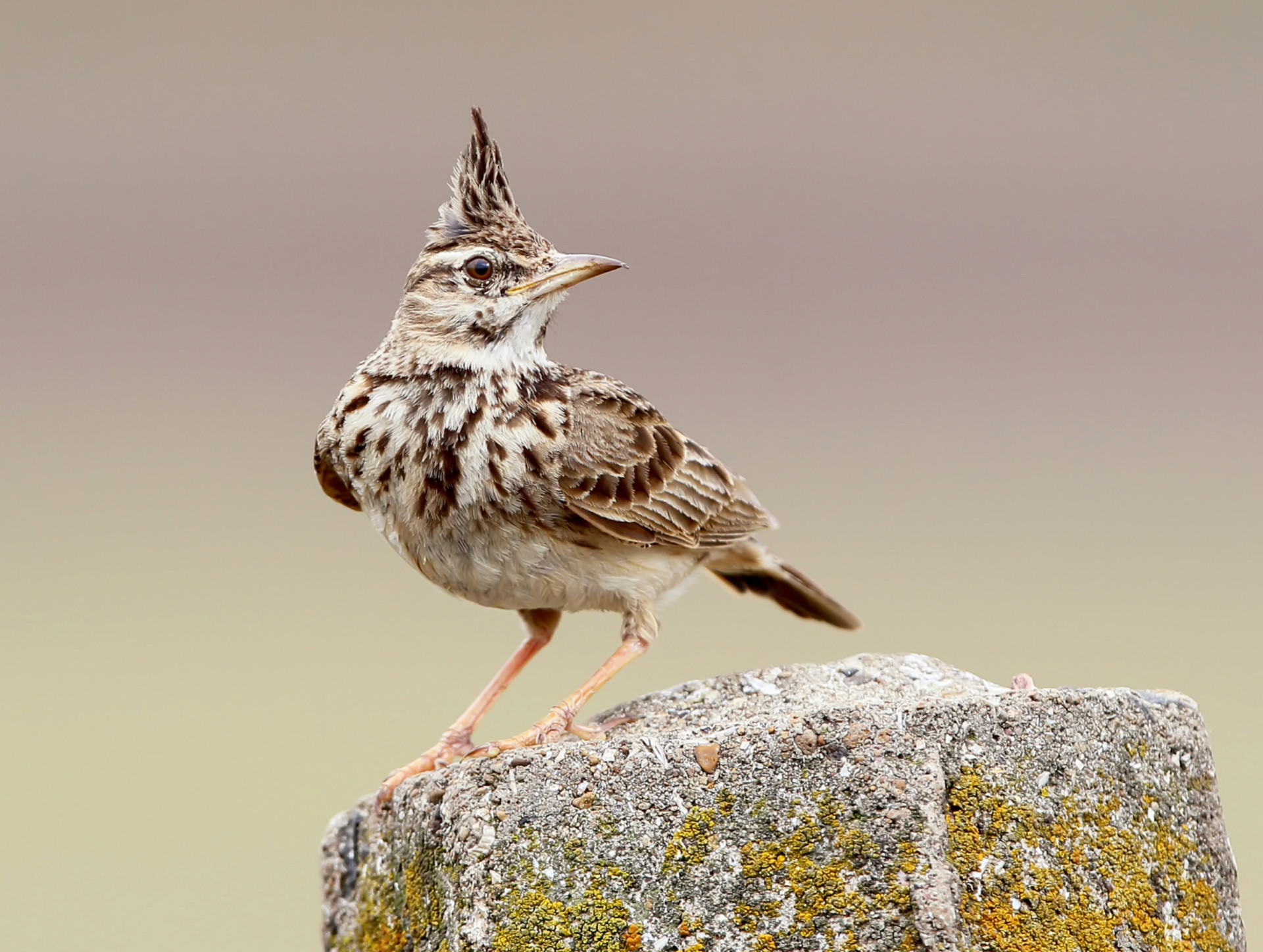 <p>Taberna's favorite songbird is the crested lark, whose vocalization is described as a liquid warbling. You'll most likely be regaled by this tiny songbird from high up in the sky.</p><p>You may also like:<a href="https://www.starsinsider.com/n/327172?utm_source=msn.com&utm_medium=display&utm_campaign=referral_description&utm_content=570754en-en"> "Italian" food that would make a real Italian cringe</a></p>