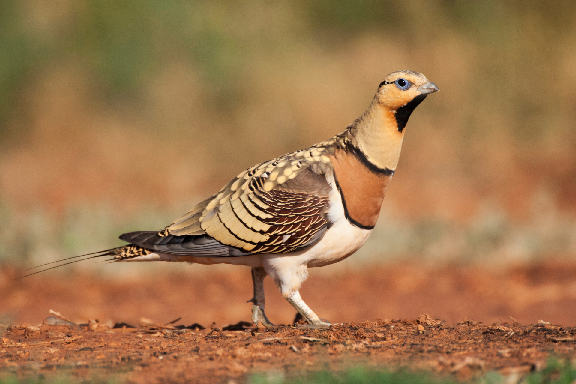 <p>Despite its harsh and arid outlook, the Tabernas Desert is home to a variety of flora and fauna. Birdlife is particularly abundant. The pin-tailed sandgrouse, for example, is perfectly adapted to the dry conditions.</p><p>You may also like:<a href="https://www.starsinsider.com/n/294998?utm_source=msn.com&utm_medium=display&utm_campaign=referral_description&utm_content=570754en-en"> Why people dislike Anne Hathaway (and how she's dealt with the "Hathahate")</a></p>