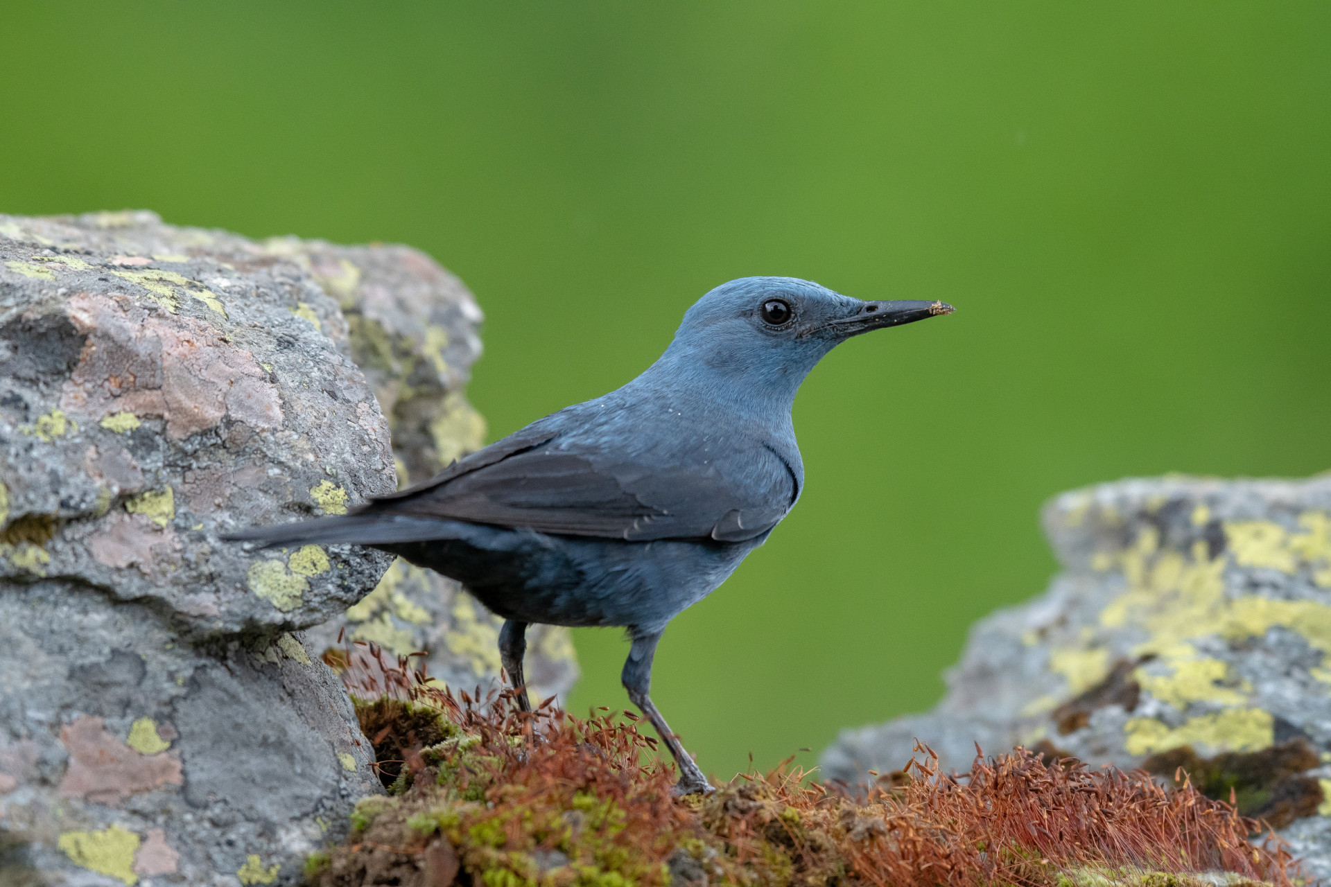 <p>The blue rock thrush, a member of the flycatcher family, chooses to breed among the sandstone rock formations and pockets of vegetation.</p><p><a href="https://www.msn.com/en-us/community/channel/vid-7xx8mnucu55yw63we9va2gwr7uihbxwc68fxqp25x6tg4ftibpra?cvid=94631541bc0f4f89bfd59158d696ad7e">Follow us and access great exclusive content every day</a></p>