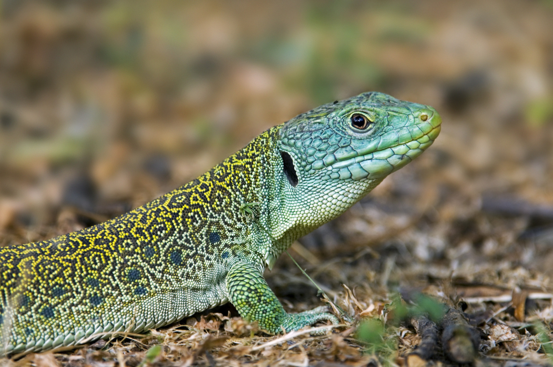 <p>A species endemic to southwestern Europe, the ocellated lizard can sometimes be observed basking on rocks under a hot Tabernas sun. But only occasionally. The International Union for Conservation of Nature (IUCN) has classified this creature as Near Threatened on the Red List, its numbers inexplicably in decline.</p><p><a href="https://www.msn.com/en-us/community/channel/vid-7xx8mnucu55yw63we9va2gwr7uihbxwc68fxqp25x6tg4ftibpra?cvid=94631541bc0f4f89bfd59158d696ad7e">Follow us and access great exclusive content every day</a></p>