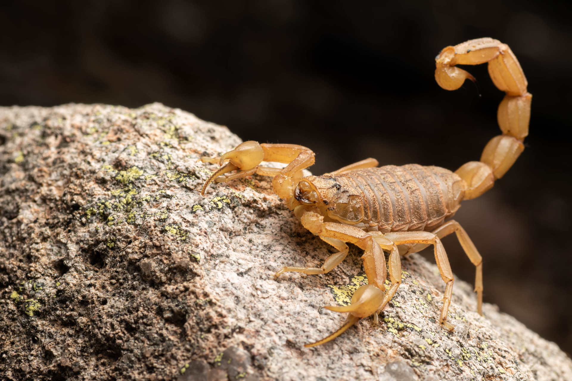 <p>You'll need to step carefully when following a hiking trail through the Tabernas Desert. The common yellow scorpion has a habit of hiding under stones, but for the most part will remain hidden unless disturbed. Its sting is painful, but fortunately with only mild toxic effects.</p><p>You may also like:<a href="https://www.starsinsider.com/n/342622?utm_source=msn.com&utm_medium=display&utm_campaign=referral_description&utm_content=570754en-en"> Man-made marvels: The world's largest artificial islands </a></p>