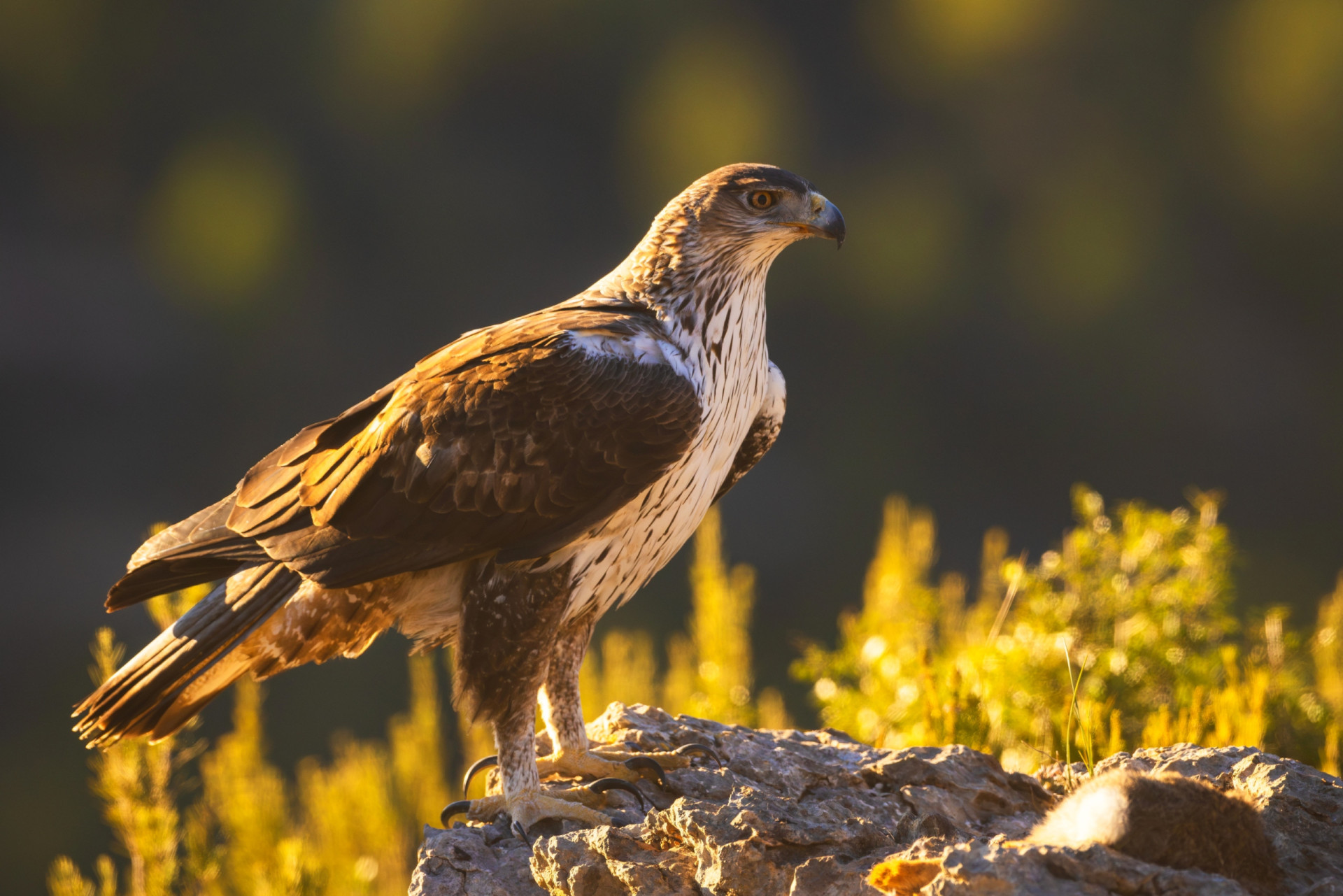 <p>King of the skies, however, is the majestic Bonelli's eagle. This handsome raptor is another bird perfectly adapted to the Spanish badlands.</p><p><a href="https://www.msn.com/en-us/community/channel/vid-7xx8mnucu55yw63we9va2gwr7uihbxwc68fxqp25x6tg4ftibpra?cvid=94631541bc0f4f89bfd59158d696ad7e">Follow us and access great exclusive content every day</a></p>