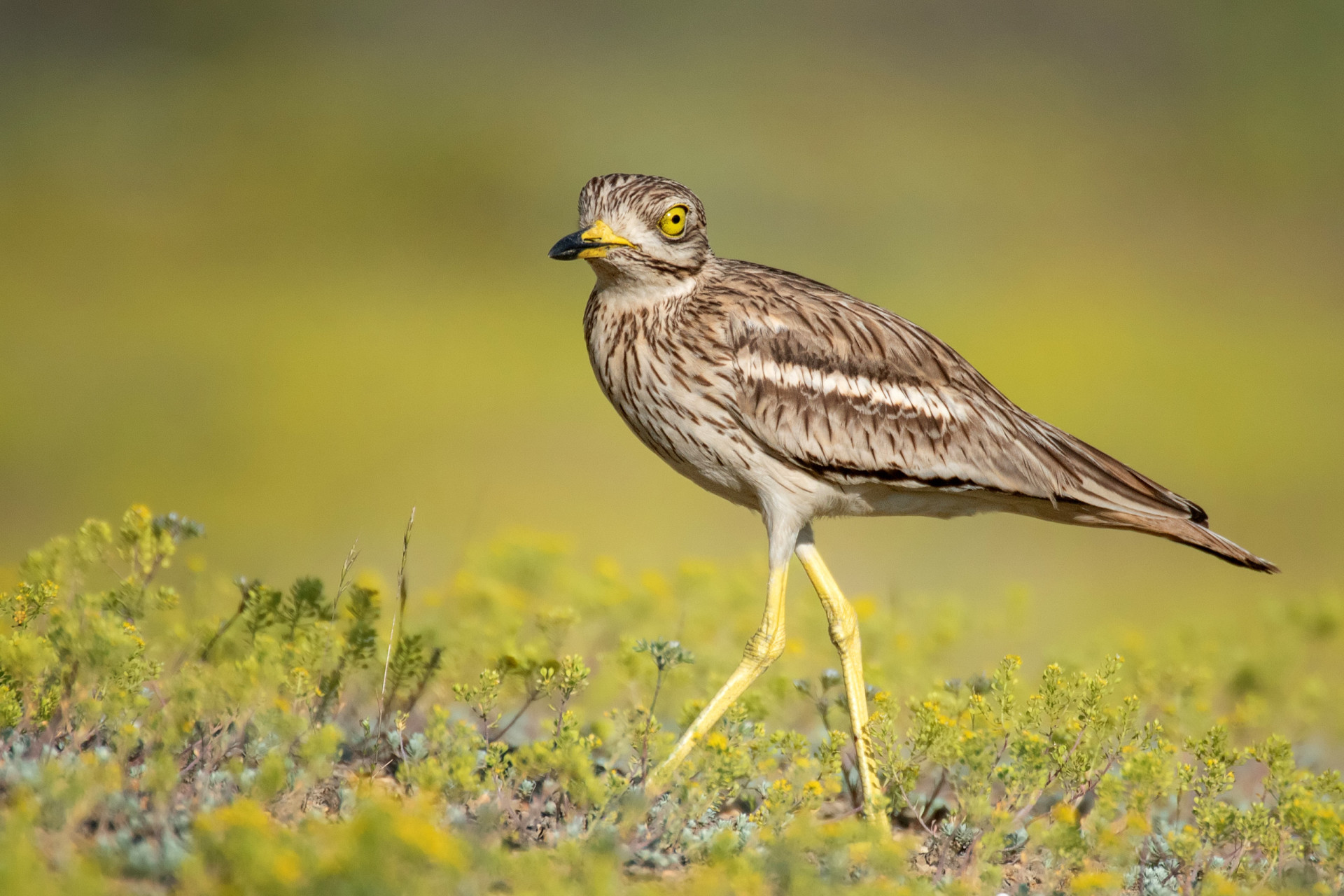 <p>Leggy and big-eyed, the Eurasian stone-curlew has a preference for arid and semi-arid habitats, and Tabernas fits the bill perfectly.</p><p>You may also like: </p>