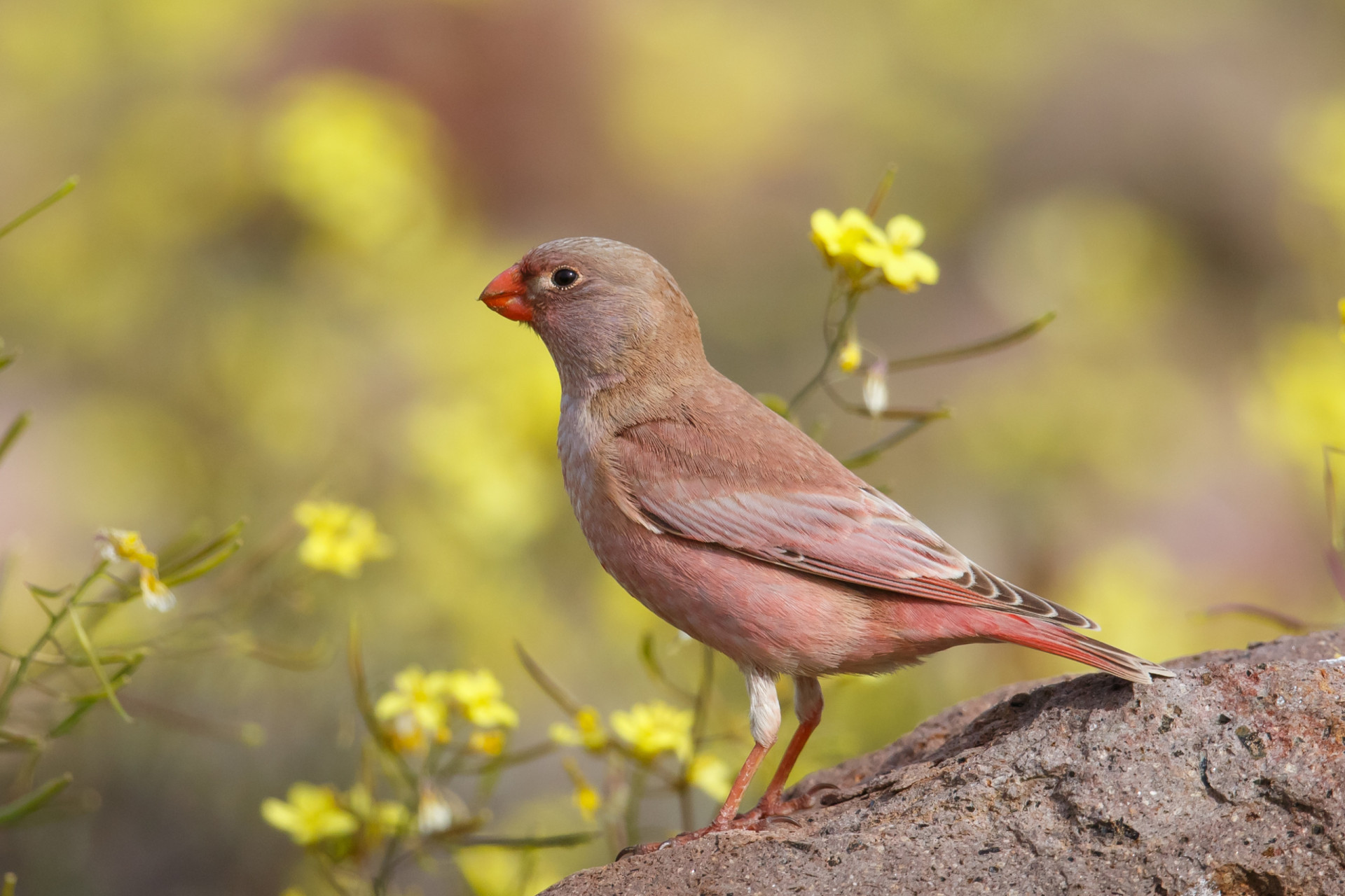 <p>A desert species found in North Africa and Spain through to southern Asia, the trumpeter finch is so named because its song is a buzzing nasal trill, rather like that produced by a tin trumpet.</p><p><a href="https://www.msn.com/en-us/community/channel/vid-7xx8mnucu55yw63we9va2gwr7uihbxwc68fxqp25x6tg4ftibpra?cvid=94631541bc0f4f89bfd59158d696ad7e">Follow us and access great exclusive content every day</a></p>