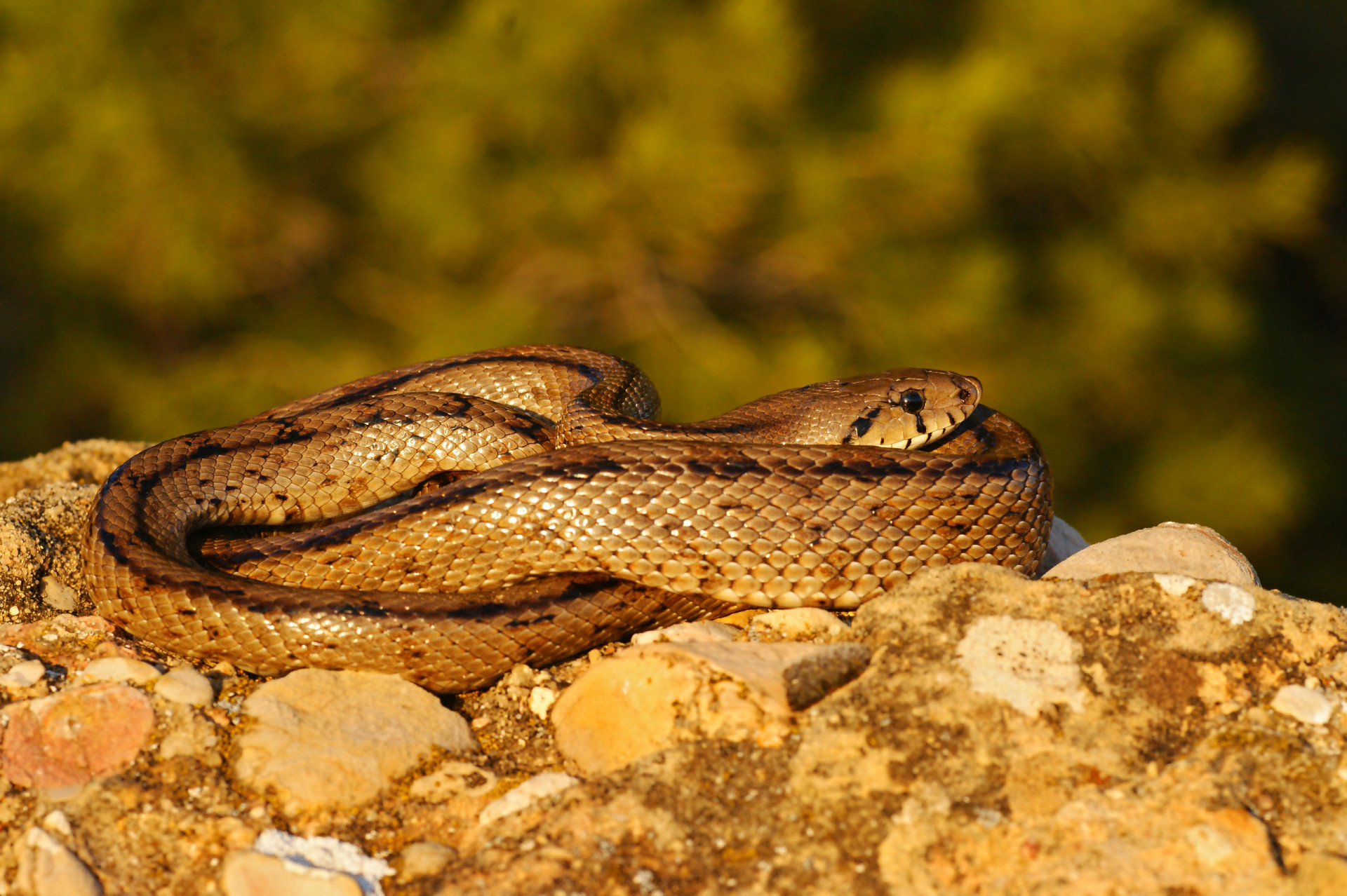 <p>This sinewy Tabernas <a href="https://www.starsinsider.com/lifestyle/493873/wonderful-desert-dwelling-wildlife" rel="noopener">Desert</a> resident is non-venomous, but beware: when it feels threatened, the ladder snake can still deliver a nasty bite. Step away if you see one!</p><p>You may also like:<a href="https://www.starsinsider.com/n/390528?utm_source=msn.com&utm_medium=display&utm_campaign=referral_description&utm_content=570754en-en"> Celebrities accused of sexual misconduct</a></p>