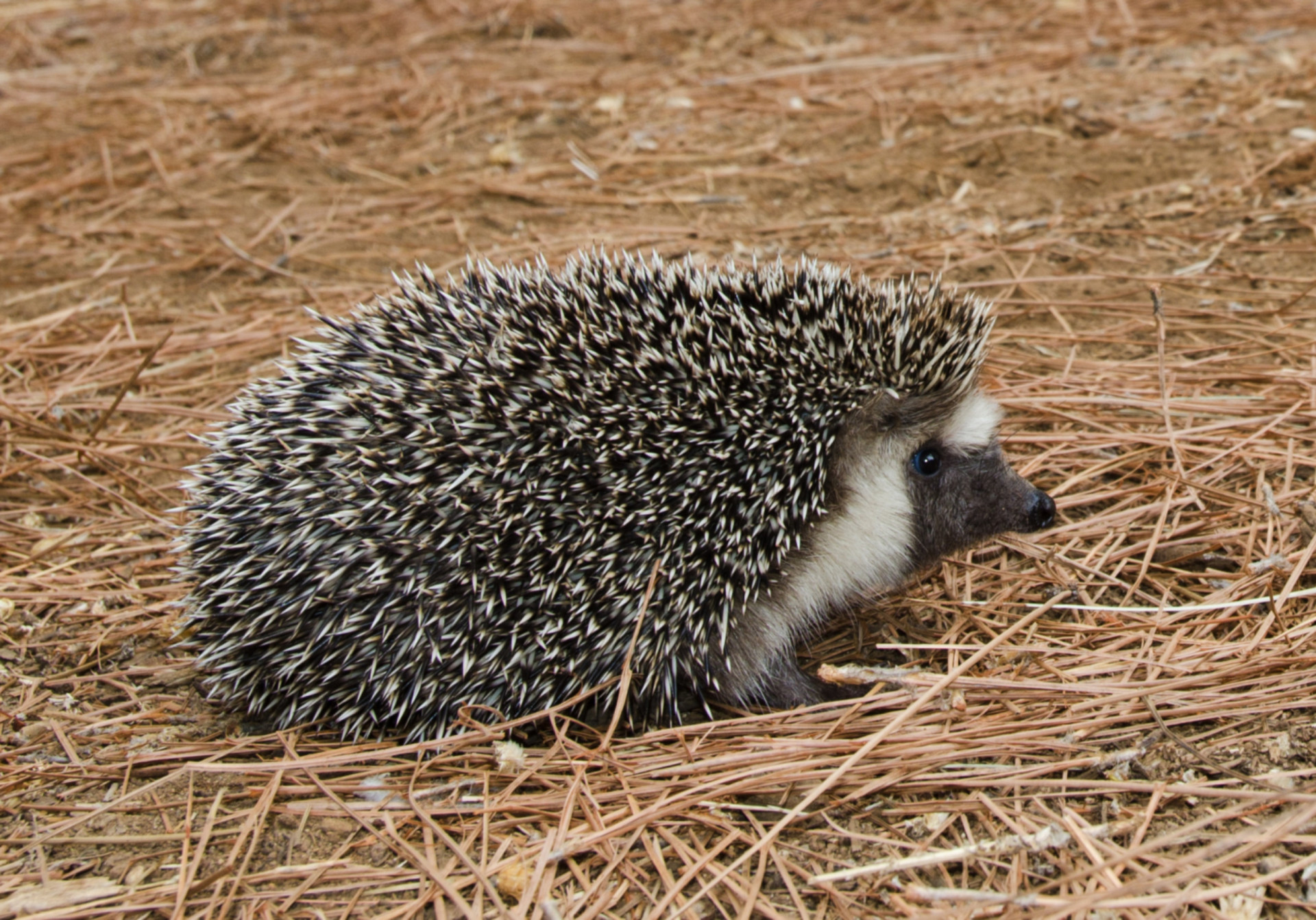 <p>This spiky little guy is native to North Africa but has found its way over to southern Spain, probably introduced by humans. Unusually for hedgehogs, this species is able to survive in dry desert regions such as Tabernas.</p><p>You may also like:<a href="https://www.starsinsider.com/n/407210?utm_source=msn.com&utm_medium=display&utm_campaign=referral_description&utm_content=570754en-en"> Watch out for these silly things we spend too much money on</a></p>