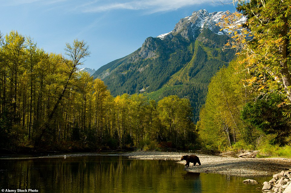 Couple and dog killed in grizzly bear attack in Banff National Park