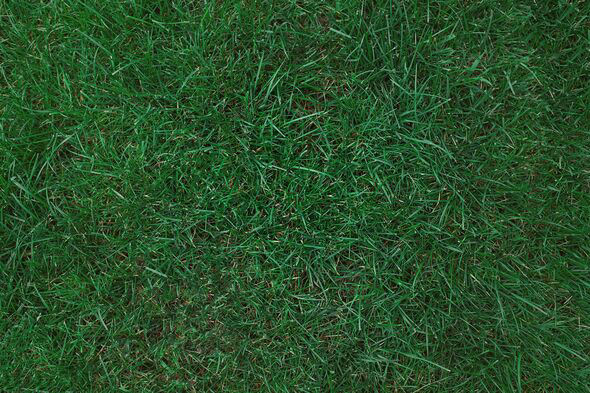 Best time to stop mowing your lawn depends your grass - getting it ...