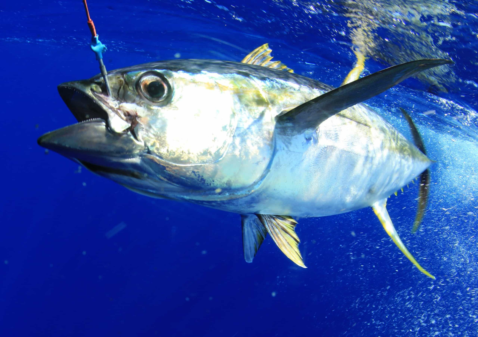 <p>Tuna is a highly sought-after fish, but unsustainable fishing practices have put certain species at risk. The World Wildlife Fund (WWF) states that Pacific bluefin tuna are severely overfished, while the Atlantic bigeye and Indian Ocean yellowfin tuna are facing increased catch levels, signaling overfishing.</p><p>You may also like:<a href="https://www.starsinsider.com/n/415364?utm_source=msn.com&utm_medium=display&utm_campaign=referral_description&utm_content=578219en-en"> The controversial Sultan of Brunei, the current longest-ruling monarch in the world</a></p>