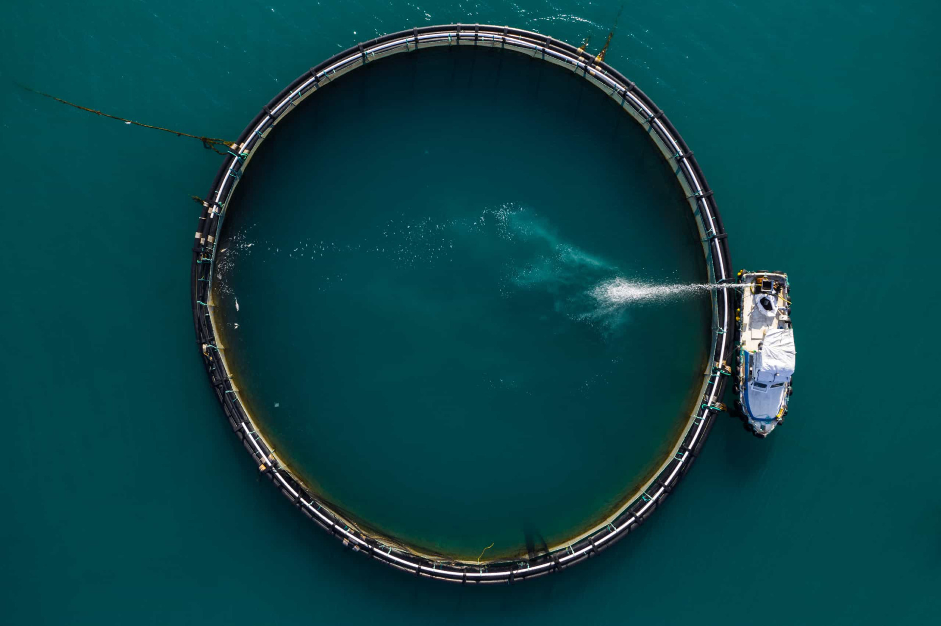 <p>The farming of Atlantic bluefin, a vulnerable species, is happening in the Mediterranean, North America, and Japan.</p><p><a href="https://www.msn.com/en-us/community/channel/vid-7xx8mnucu55yw63we9va2gwr7uihbxwc68fxqp25x6tg4ftibpra?cvid=94631541bc0f4f89bfd59158d696ad7e">Follow us and access great exclusive content every day</a></p>