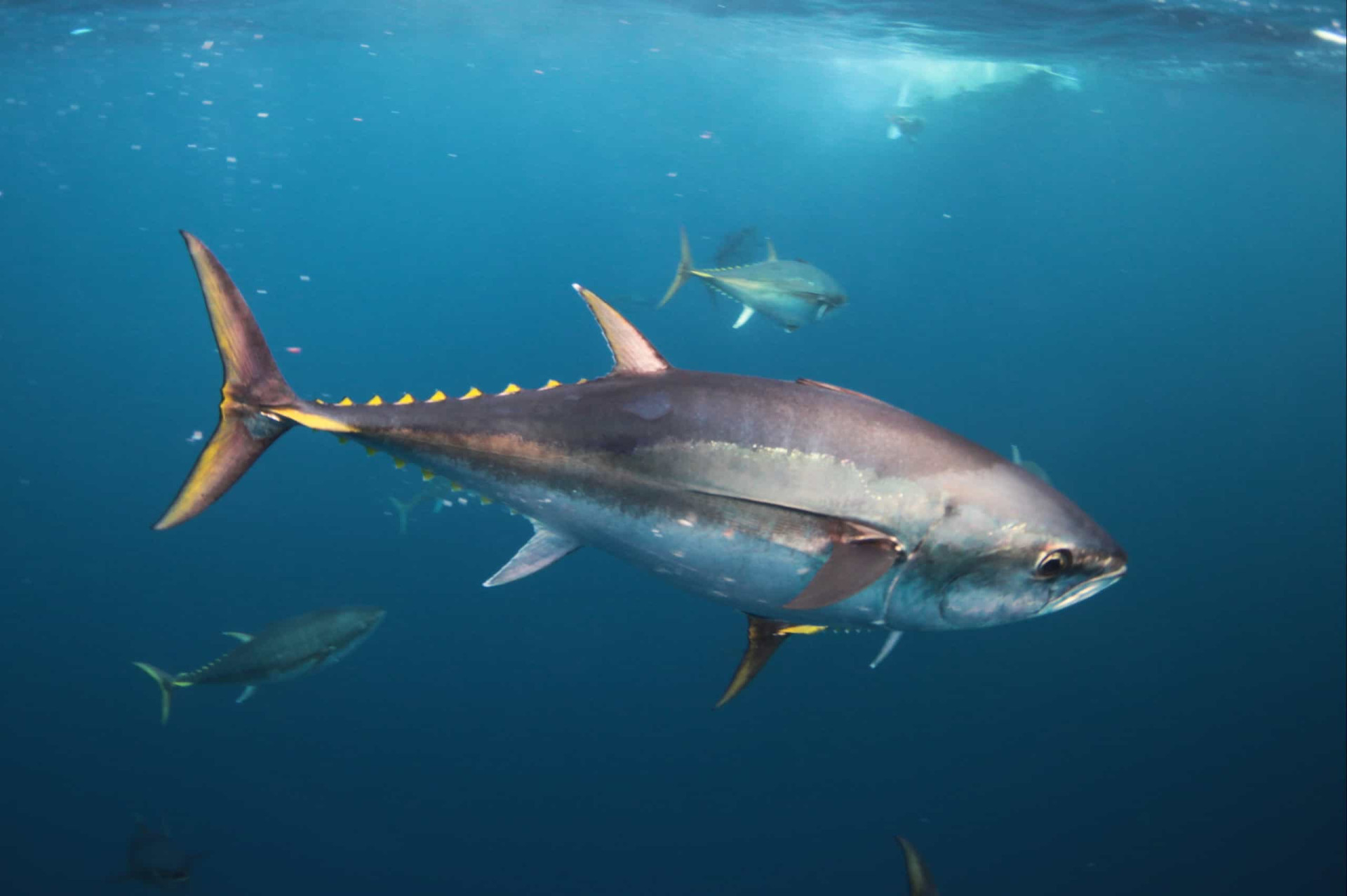 <p>Southern bluefin tuna, a type of large, fast-swimming fish, can be found in open waters of the Southern Hemisphere. According to the Australian Marine Conservation Society, the species is critically endangered, with only 5% of its original population remaining due to fishing.</p><p>You may also like:<a href="https://www.starsinsider.com/n/186189?utm_source=msn.com&utm_medium=display&utm_campaign=referral_description&utm_content=578219en-en"> The theories behind the ever-mysterious death of Edgar Allan Poe</a></p>