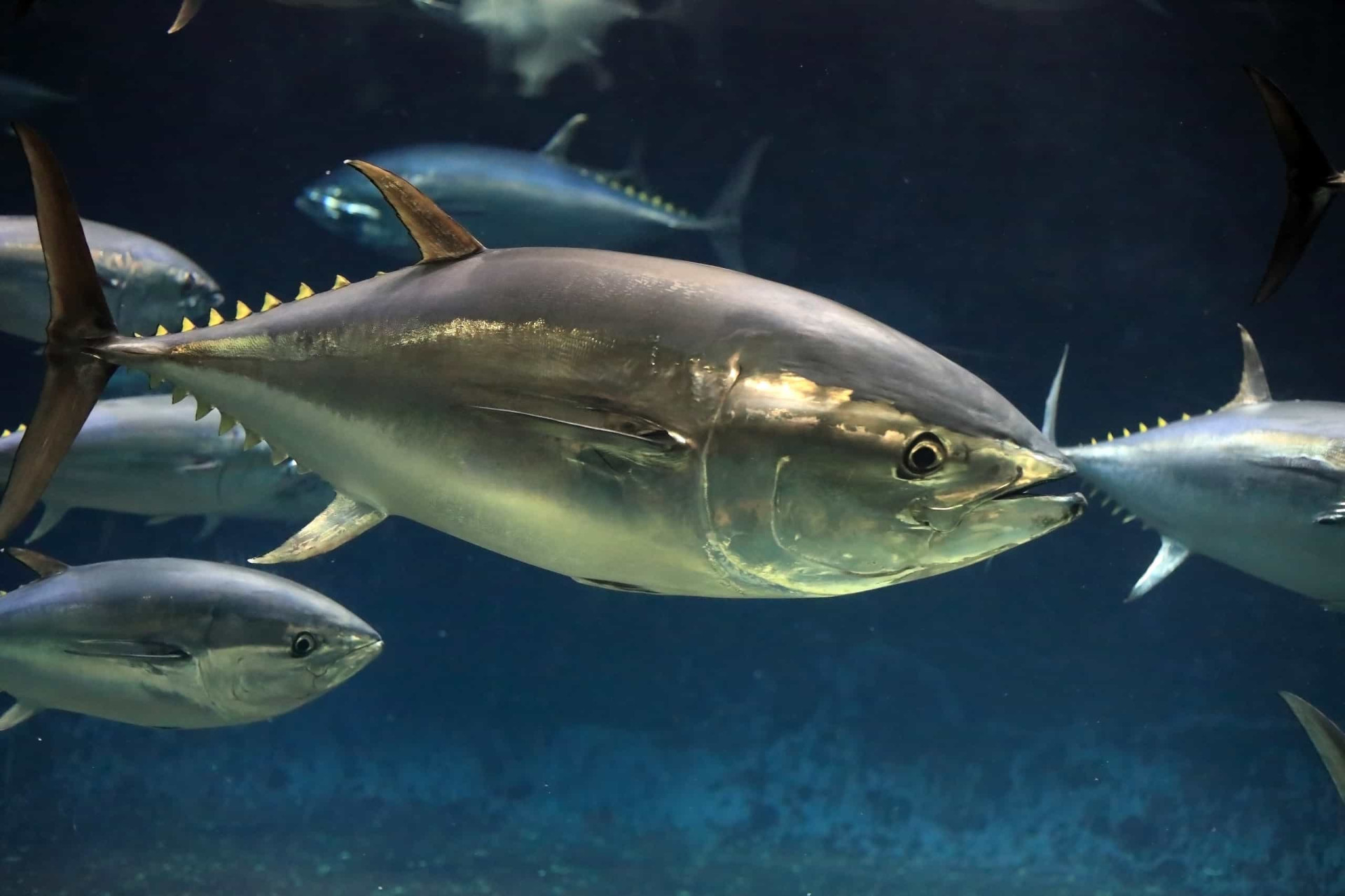 <p>Pacific bluefin tuna, classified as a threatened species by the International Union for Conservation of Nature, are known for their size and longevity, with a lifespan of up to 40 years. These tunas inhabit the northern Pacific Ocean, spanning the coastlines of East Asia to western North America.</p><p>You may also like:<a href="https://www.starsinsider.com/n/193543?utm_source=msn.com&utm_medium=display&utm_campaign=referral_description&utm_content=578219en-en"> Celebrity siblings that fame forgot</a></p>