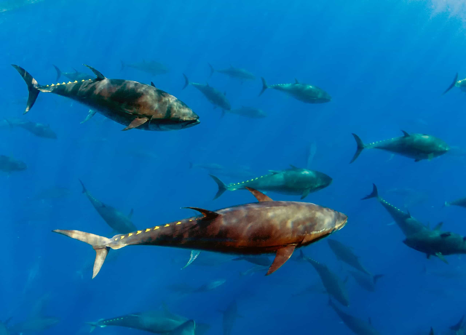 <p>The Atlantic bluefin is found in both the western and eastern Atlantic Ocean, as well as the Mediterranean Sea. It is known for being one of the largest, fastest, and most visually appealing fish worldwide, but sadly, it is also highly endangered.</p><p><a href="https://www.msn.com/en-us/community/channel/vid-7xx8mnucu55yw63we9va2gwr7uihbxwc68fxqp25x6tg4ftibpra?cvid=94631541bc0f4f89bfd59158d696ad7e">Follow us and access great exclusive content every day</a></p>