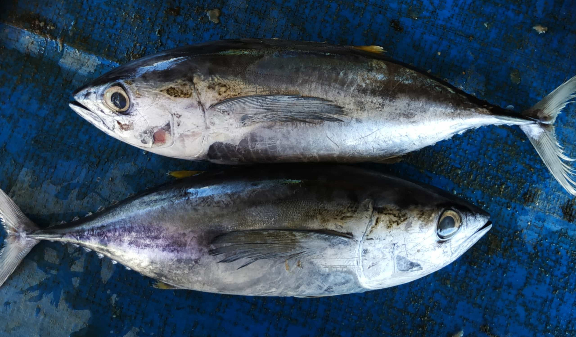 <p>According to the Environmental Defense Fund, bigger species like bigeye and albacore have higher levels of mercury than light and skipjack tuna.</p><p>You may also like:<a href="https://www.starsinsider.com/n/345149?utm_source=msn.com&utm_medium=display&utm_campaign=referral_description&utm_content=578219en-en"> Weird things that happen to your body when you die</a></p>