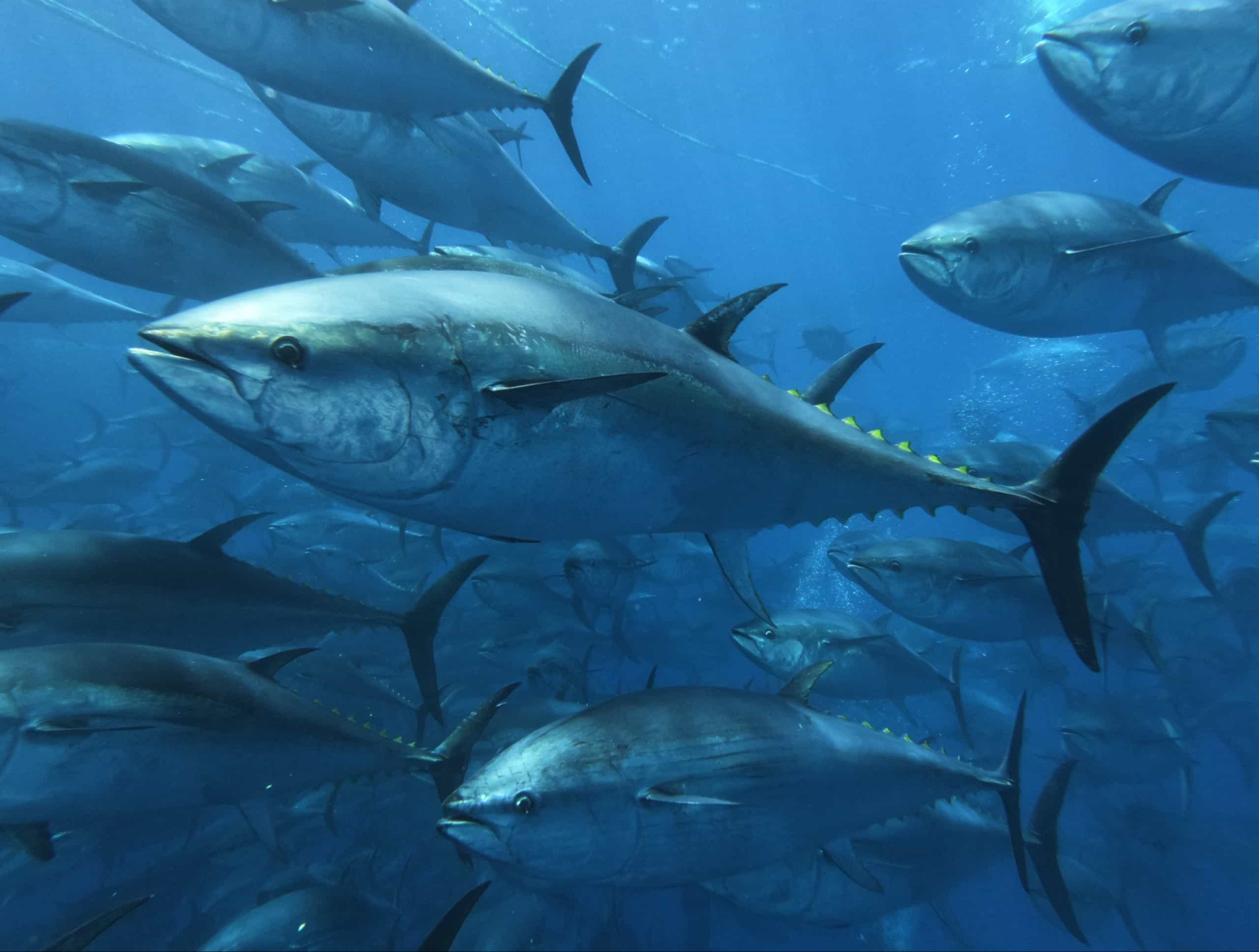 <p>Were you aware that there exist 15 distinct species of tuna fish? Nonetheless, merely five of them are deemed genuine tuna, being classified under the genus <em>Thunnus</em>.</p><p>You may also like:<a href="https://www.starsinsider.com/n/168964?utm_source=msn.com&utm_medium=display&utm_campaign=referral_description&utm_content=578219en-en"> Celebs who became moms after 40</a></p>
