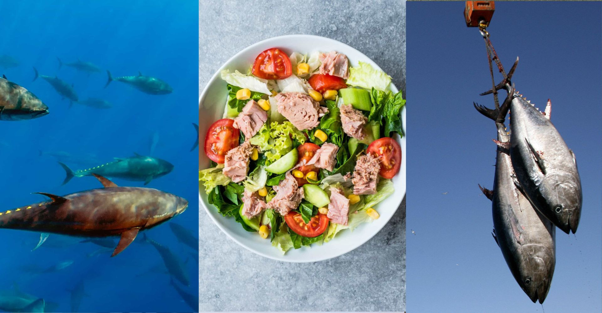 <p>Tuna, known for its delightful taste and pleasant texture, is a popular choice for a snack or <a href="https://www.starsinsider.com/food/457111/easy-one-pot-plant-based-meals" rel="noopener">meal</a>. This species of fish is rich in nutrients and holds significant commercial value. However, the overfishing of tuna poses a serious threat to its existence, risking its extinction. Although tuna offers numerous health benefits, excessive consumption can be hazardous. Therefore, we must consider whether it is still advisable to include tuna in our diets. <br><br>Explore further to have insights into the characteristics of this remarkable, swift, and endangered fish.</p><p>You may also like: </p>