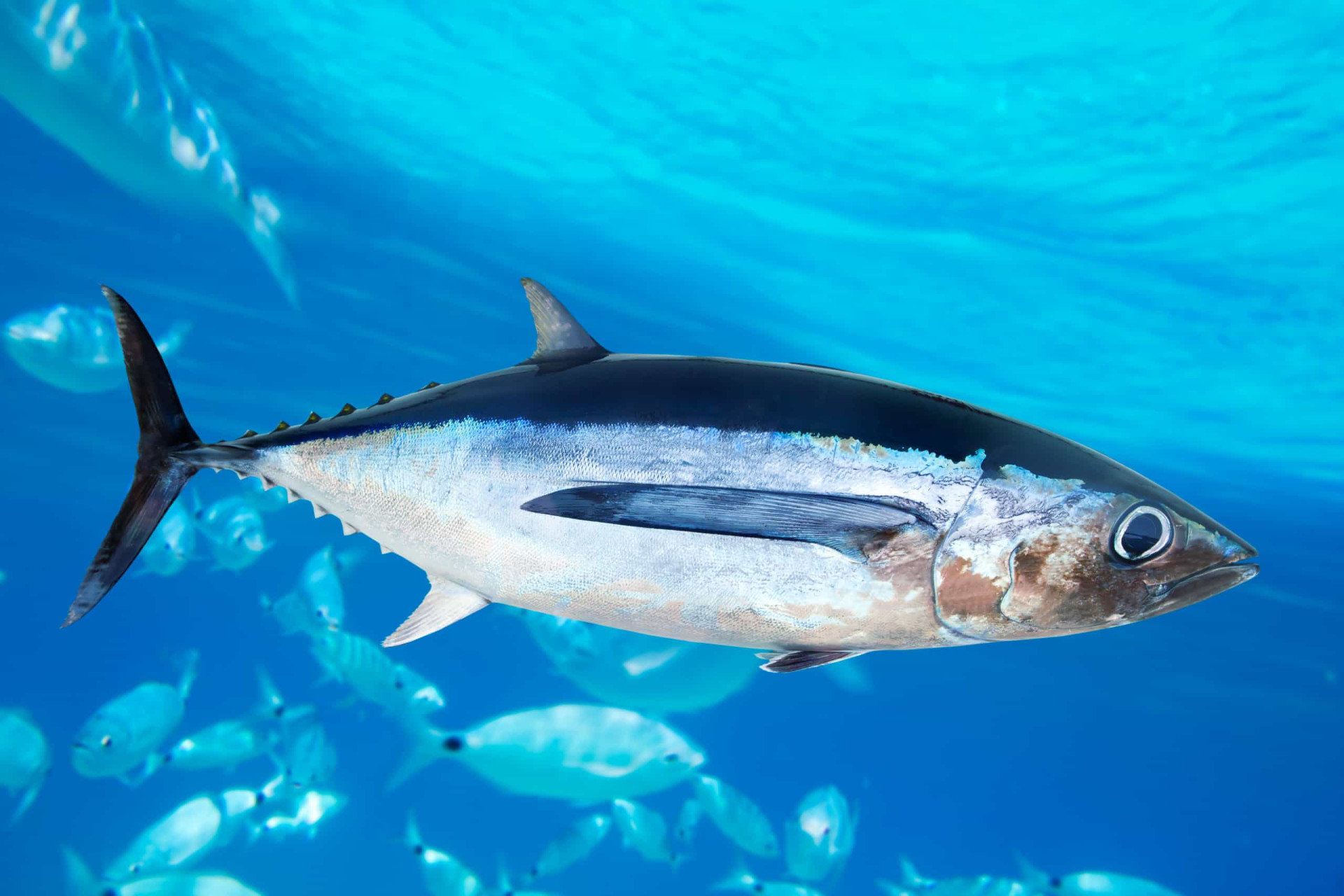 <p>Albacore tuna, a smaller species, are always in motion and have a bullet-like shape. They can be found in the Atlantic, Pacific, and Indian oceans, as well as the Mediterranean Sea.</p><p><a href="https://www.msn.com/en-us/community/channel/vid-7xx8mnucu55yw63we9va2gwr7uihbxwc68fxqp25x6tg4ftibpra?cvid=94631541bc0f4f89bfd59158d696ad7e">Follow us and access great exclusive content every day</a></p>