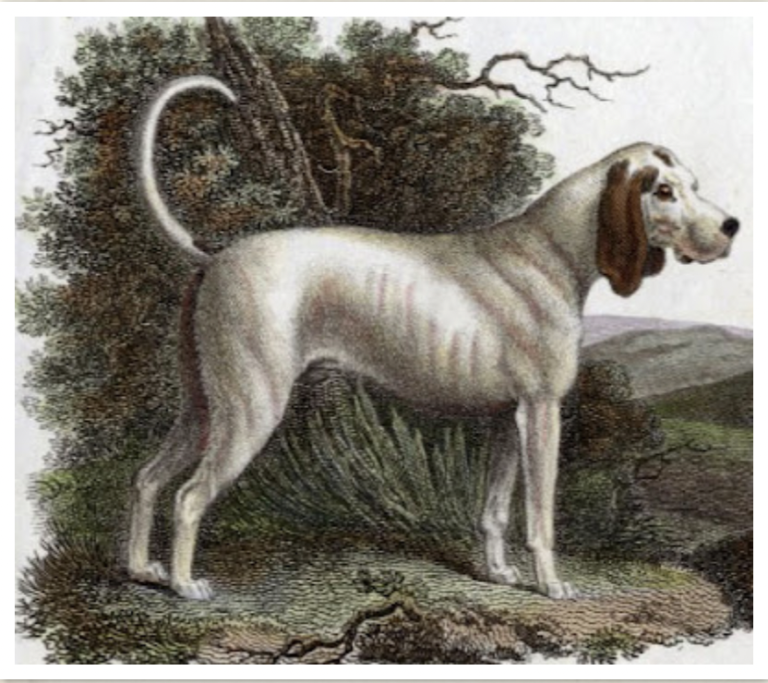 5 Extinct Dog Breeds That Deserve to Be Remembered
