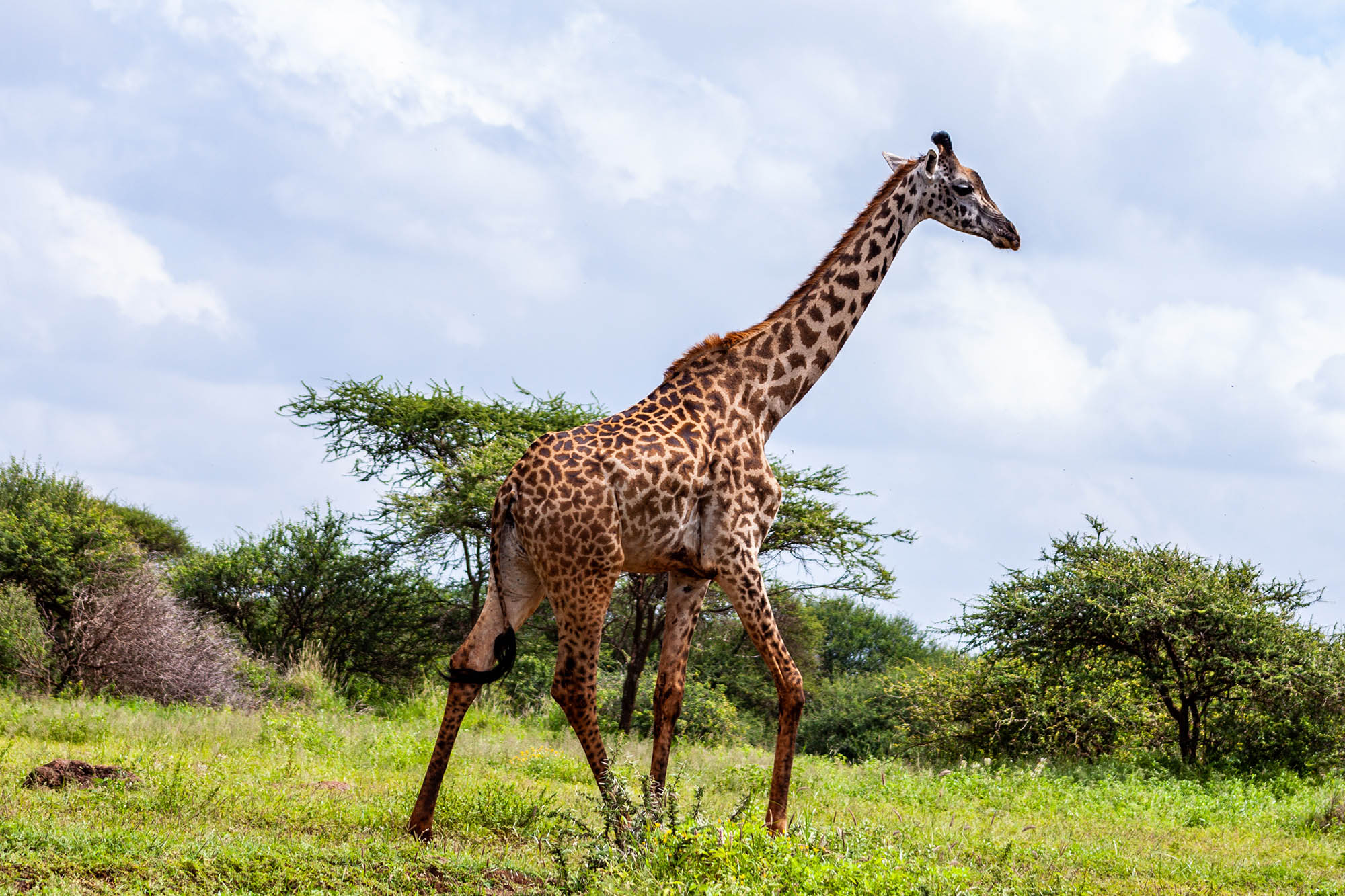 8 giraffe facts that will ignite your curiosity