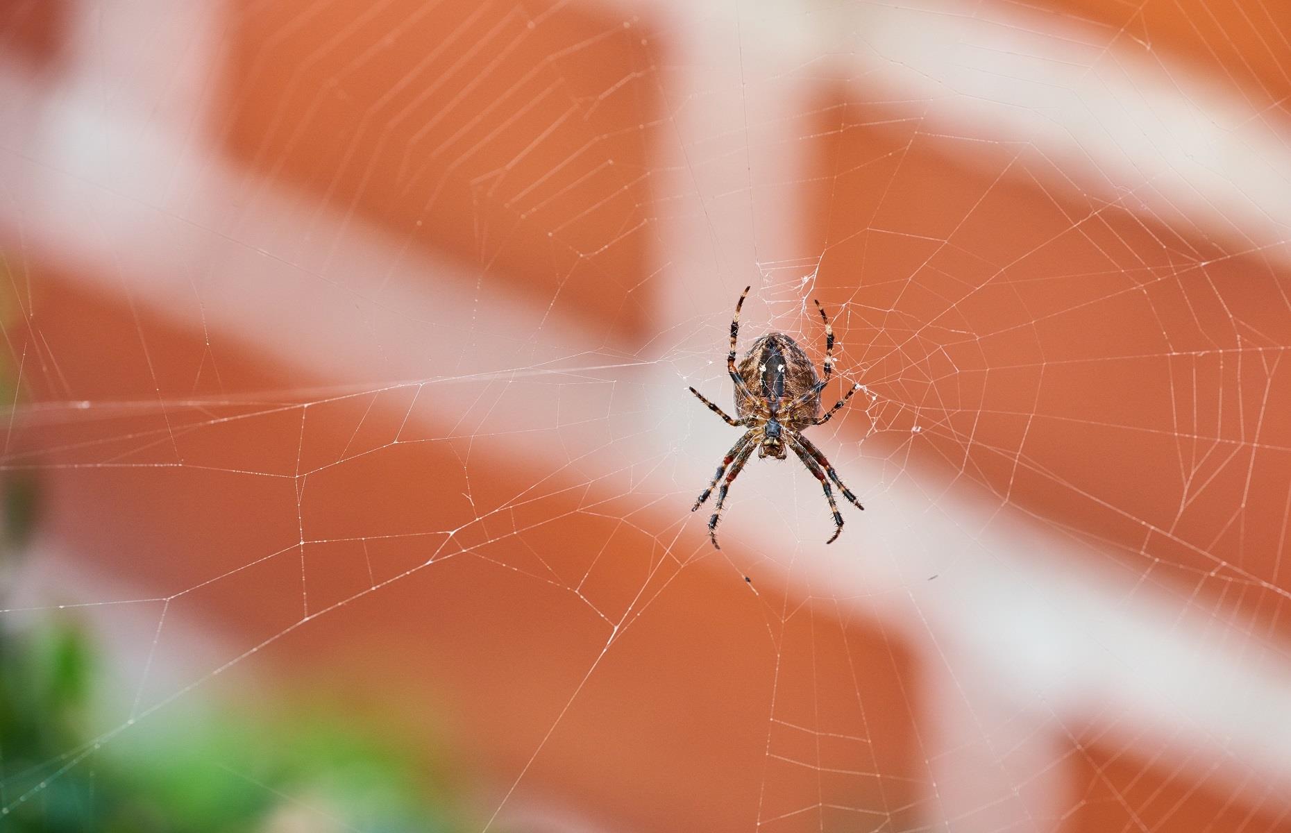 Catch them if you can! How to keep SPIDER SEASON under wraps
