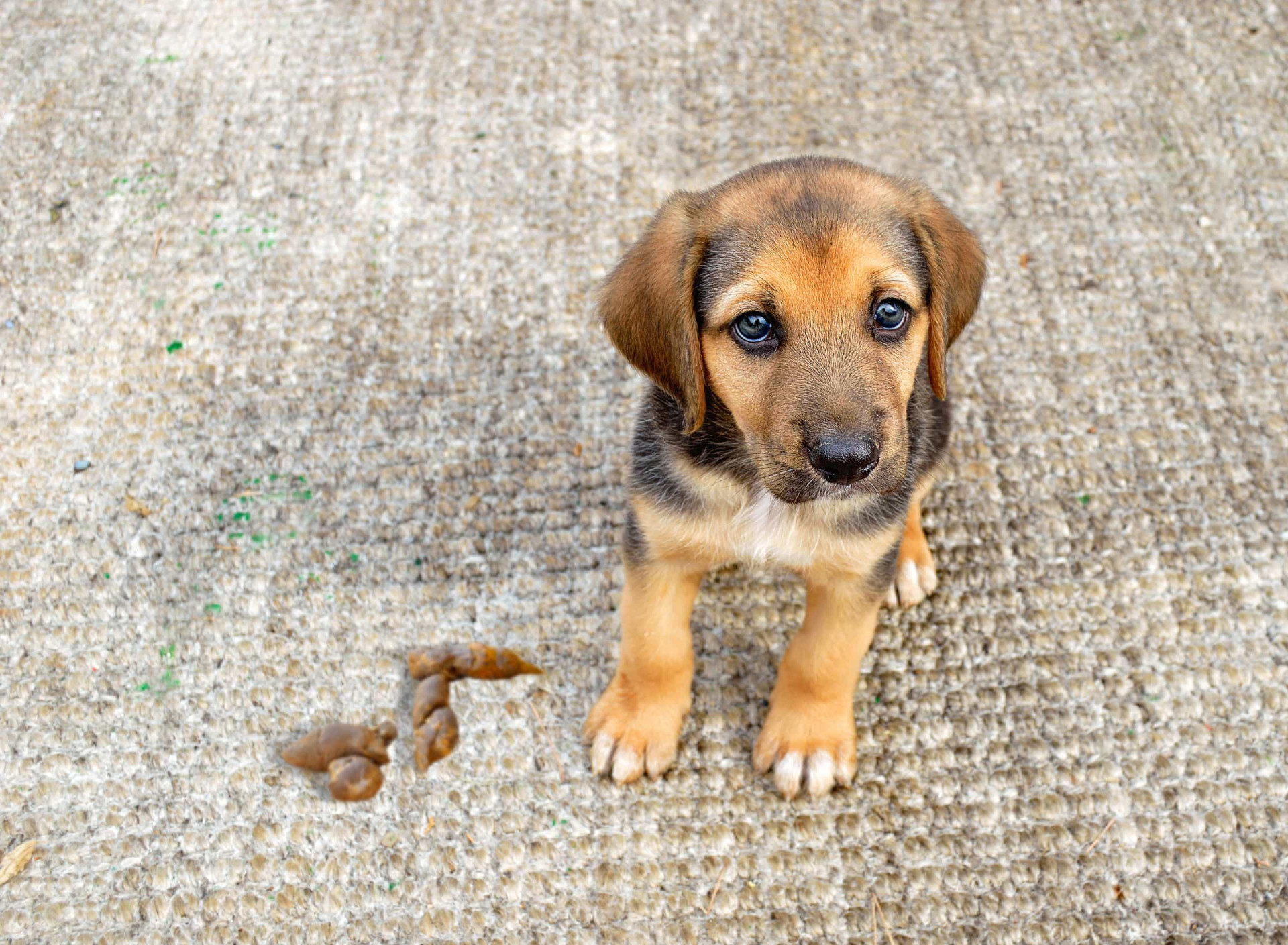 The most common mistakes dog owners make