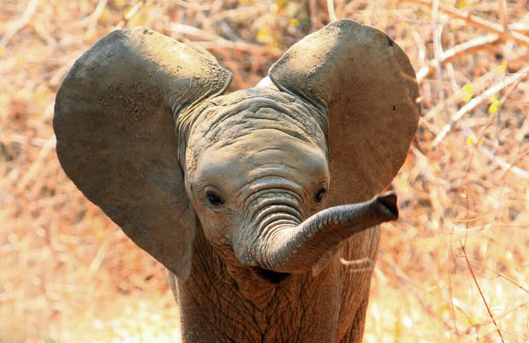 All About Elephant Trunks: Size, Uses, And How They Got Them