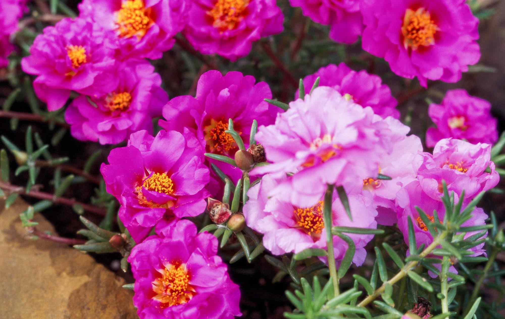 How to plant and grow moss rose