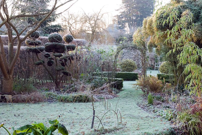 people urged to give their plants ‘a cup of tea’ this winter to protect against frost