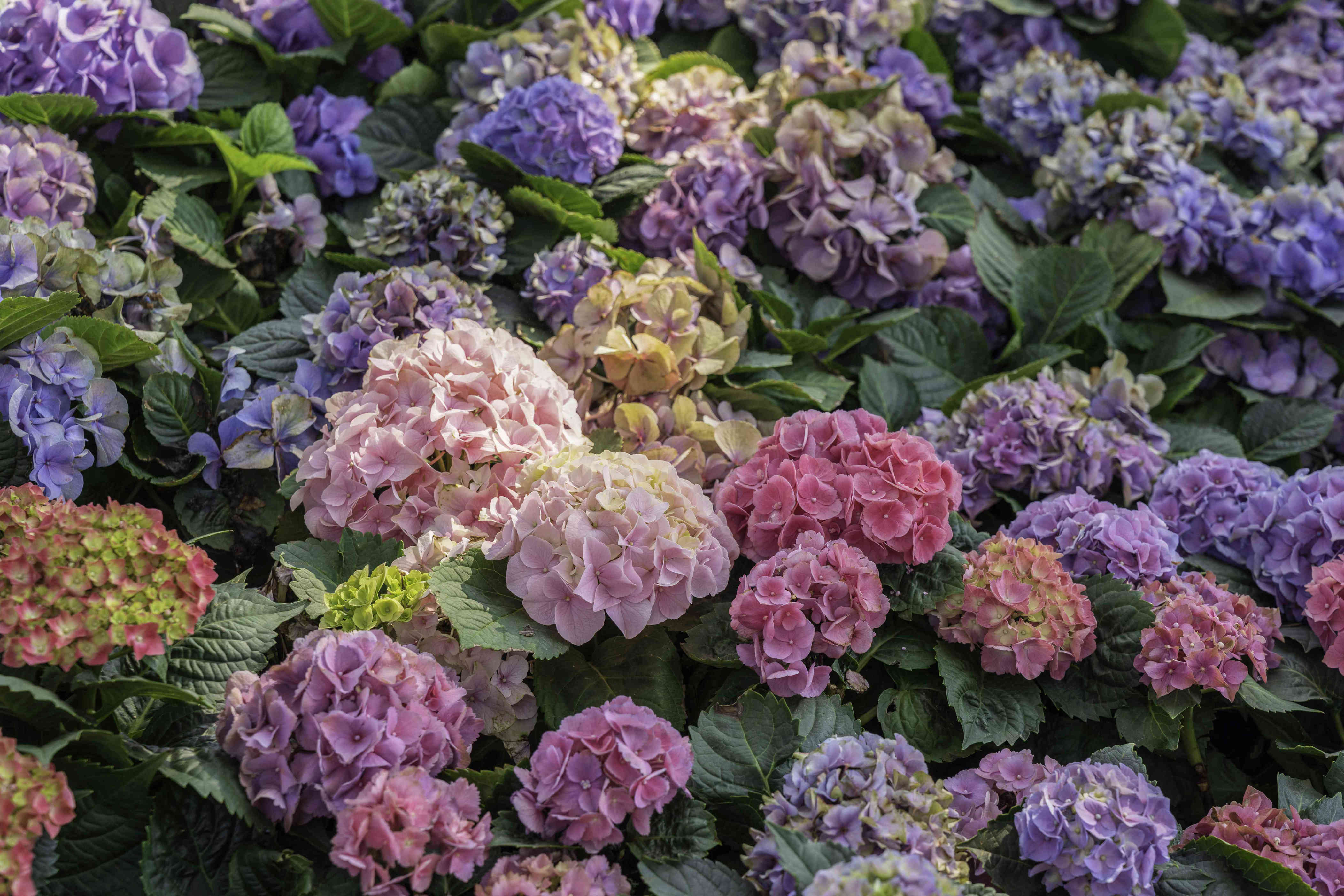 27 Most Popular Perennial Flowers and Plants for Your Garden