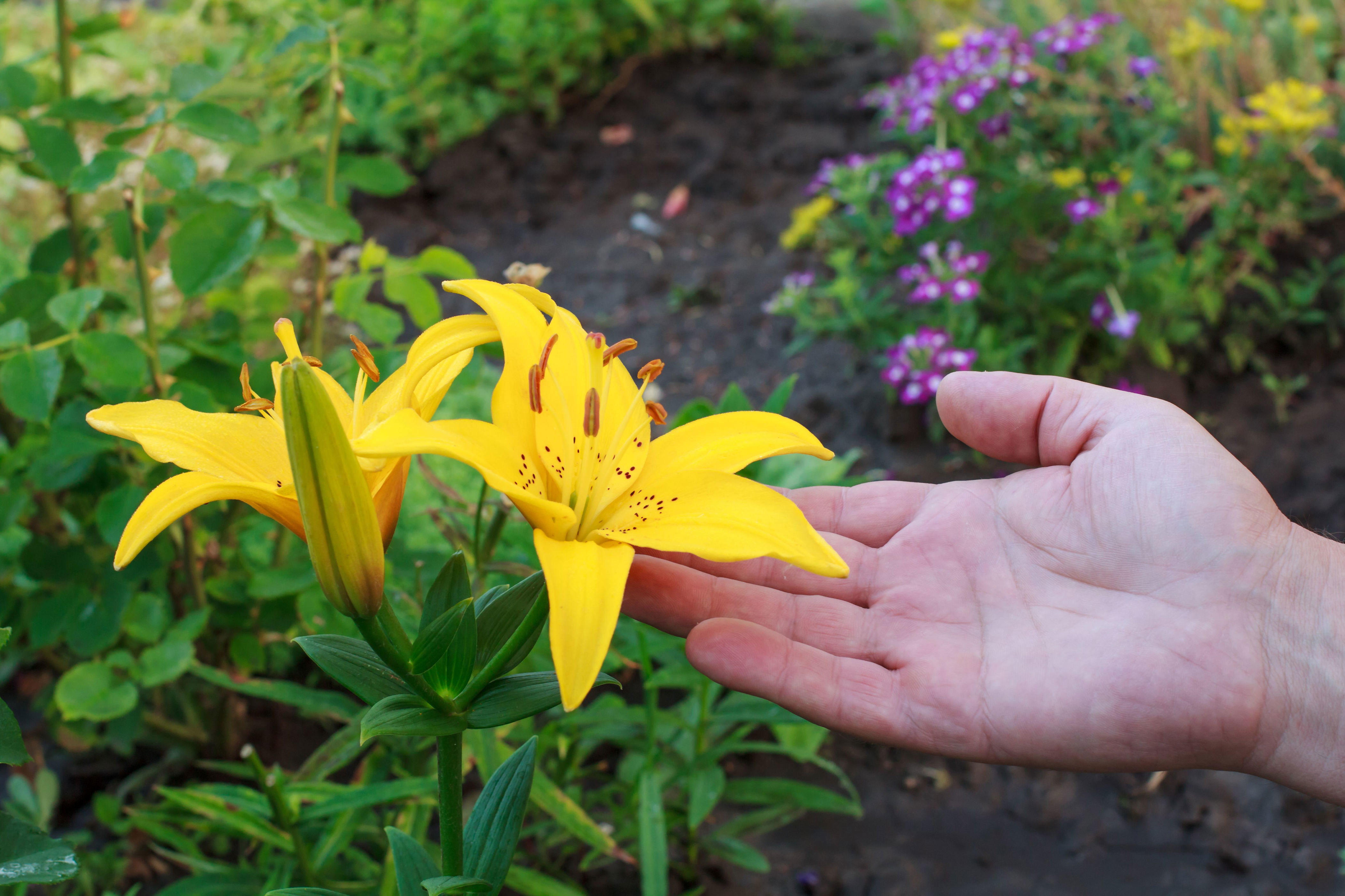 5 Beautiful Daylilies to Grow in Your Garden