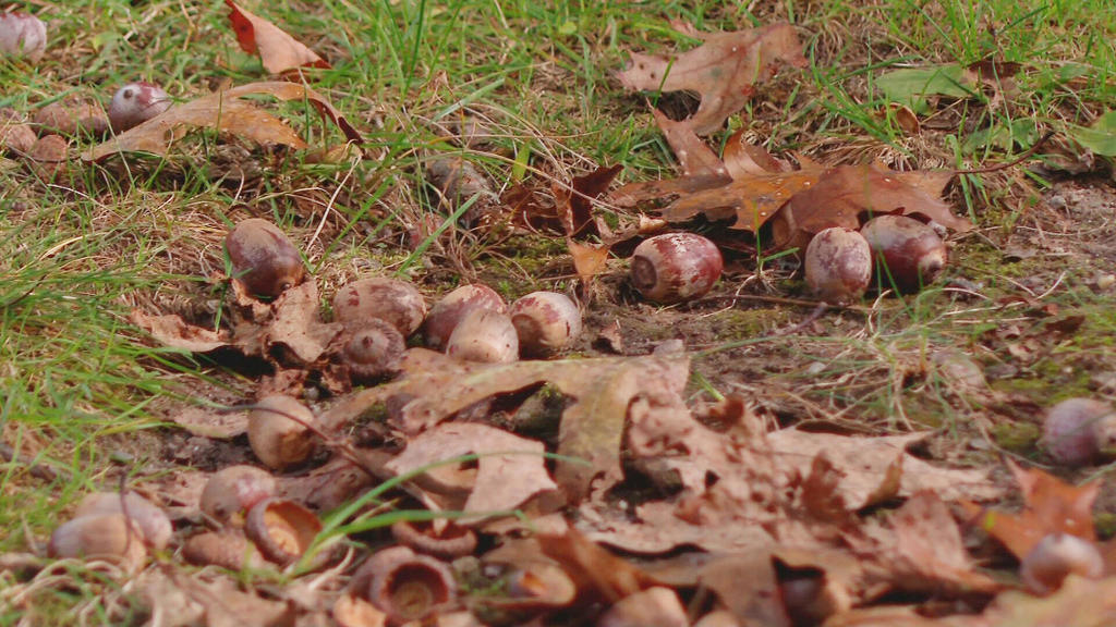 Why are there so many acorns in Massachusetts this year?