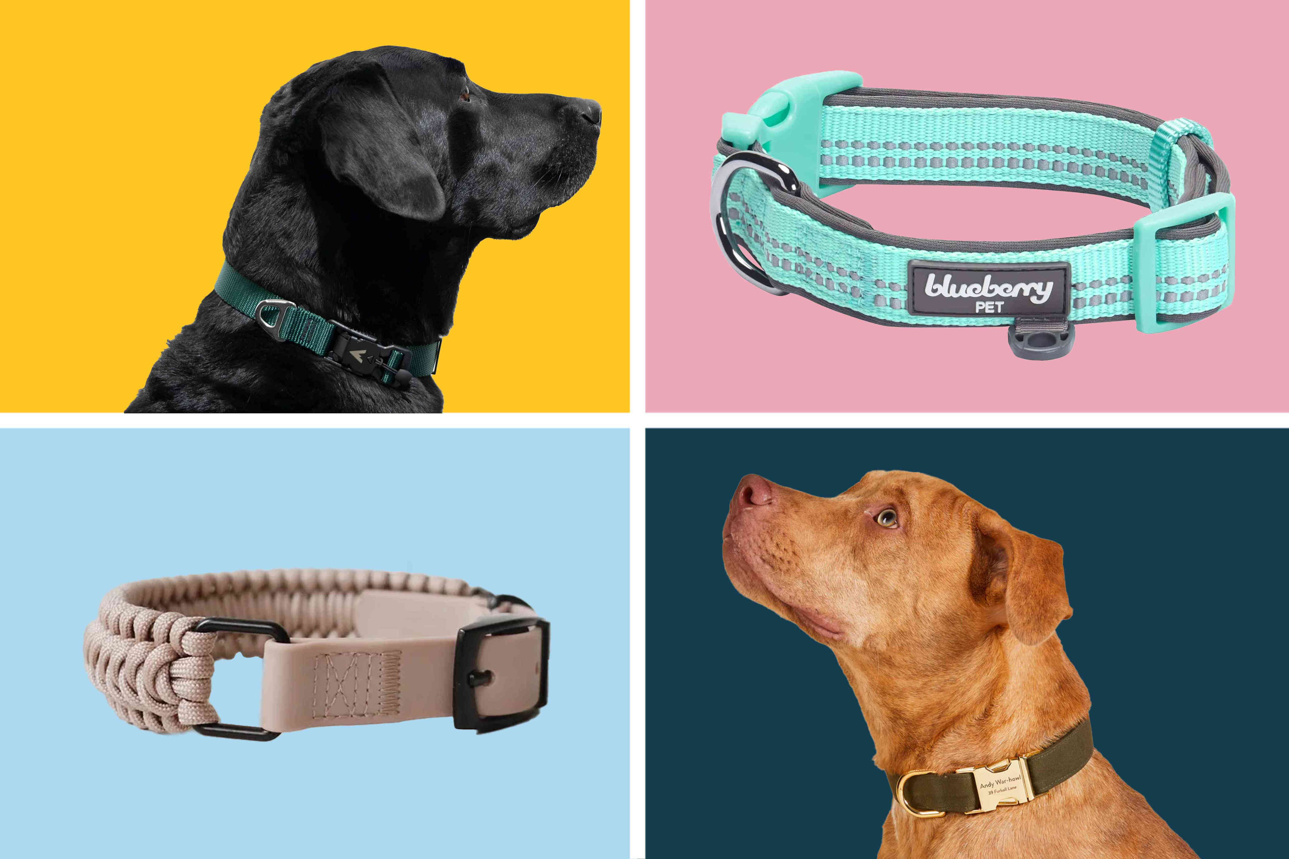 The 15 Best Dog Collars Of 2024 Tested And Reviewed   AA1iAjwT.img