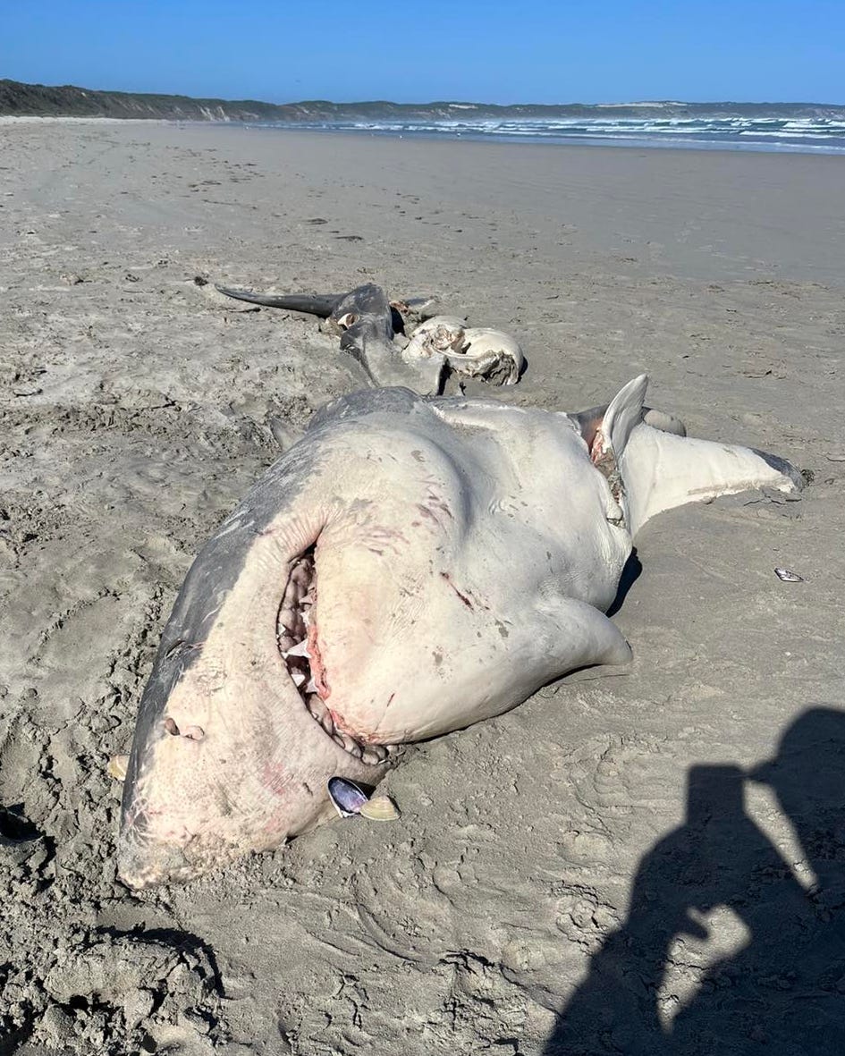 An orca likely 'slurped out' the liver of a half-eaten great white