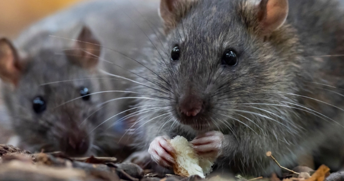 Easy trick How to keep rats away from your garden