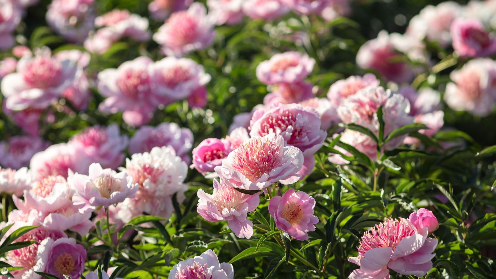 How to prune peonies know the right techniques depending on what type