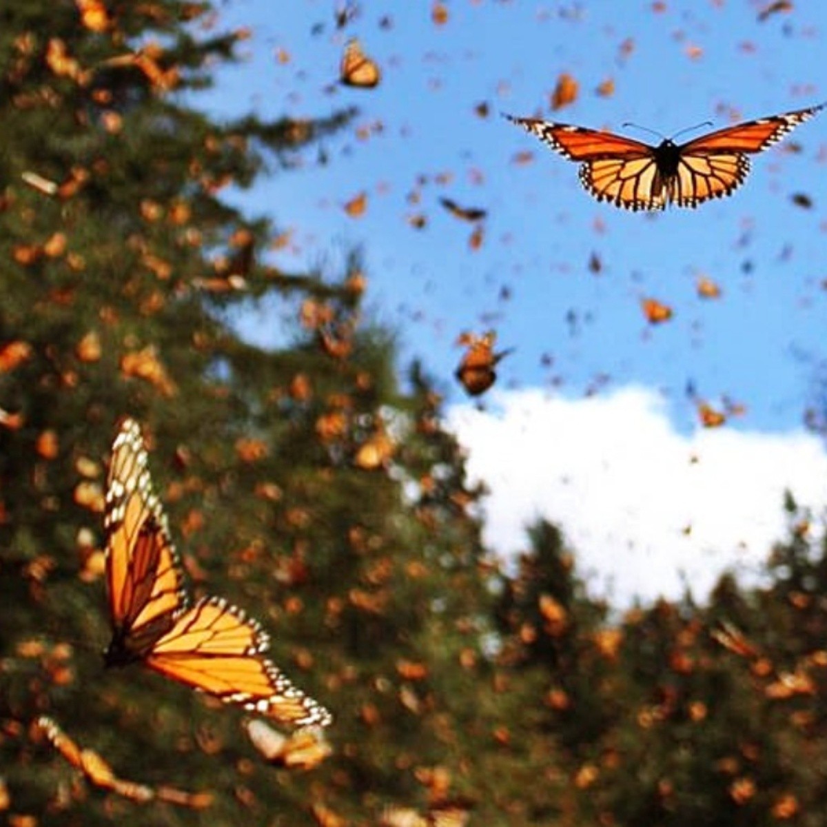 Видео бабочки летают. Миграция бабочек монархов. Биосферный заповедник бабочки Монарх. Перелет бабочек монархов. Много бабочек.