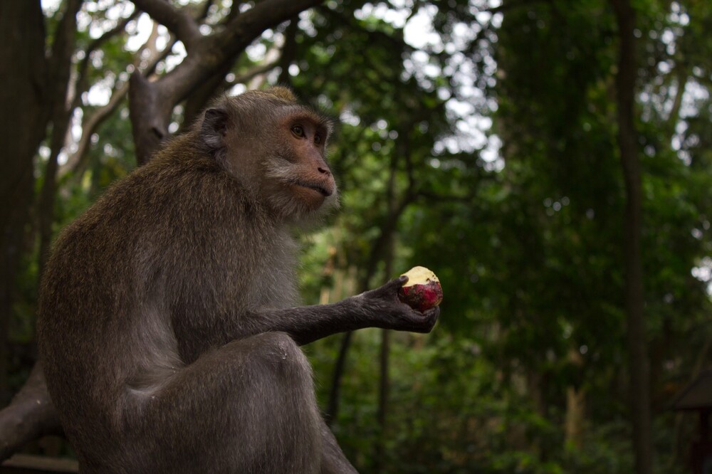 bali : ces singes échangent des smartphones volés contre de la nourriture (video)