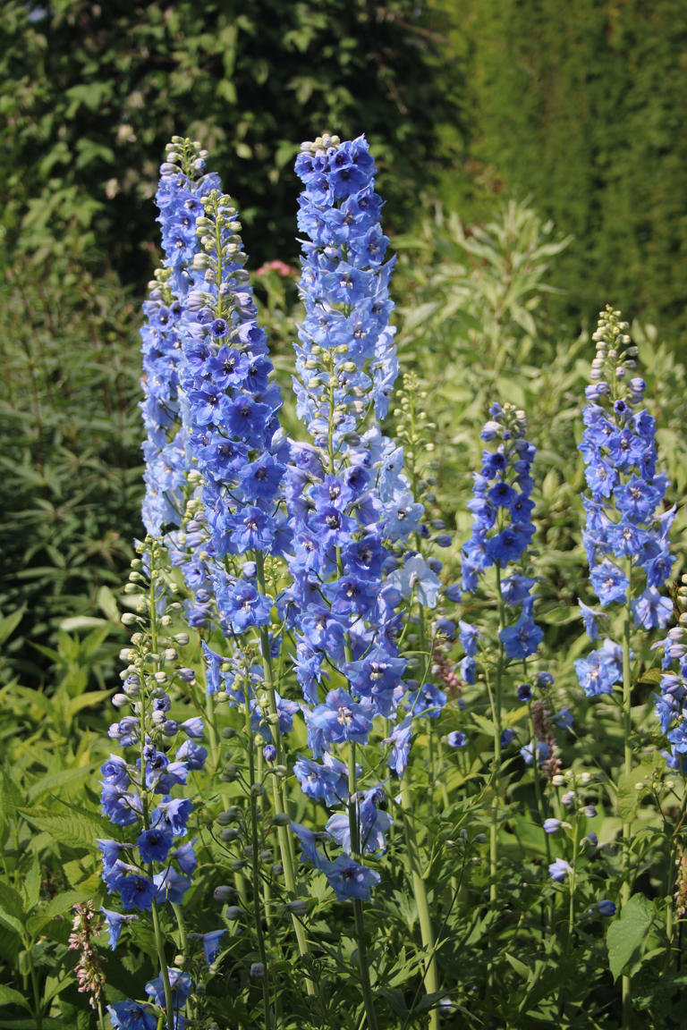 The Art of Planting, Growing, and Caring for a Delphinium