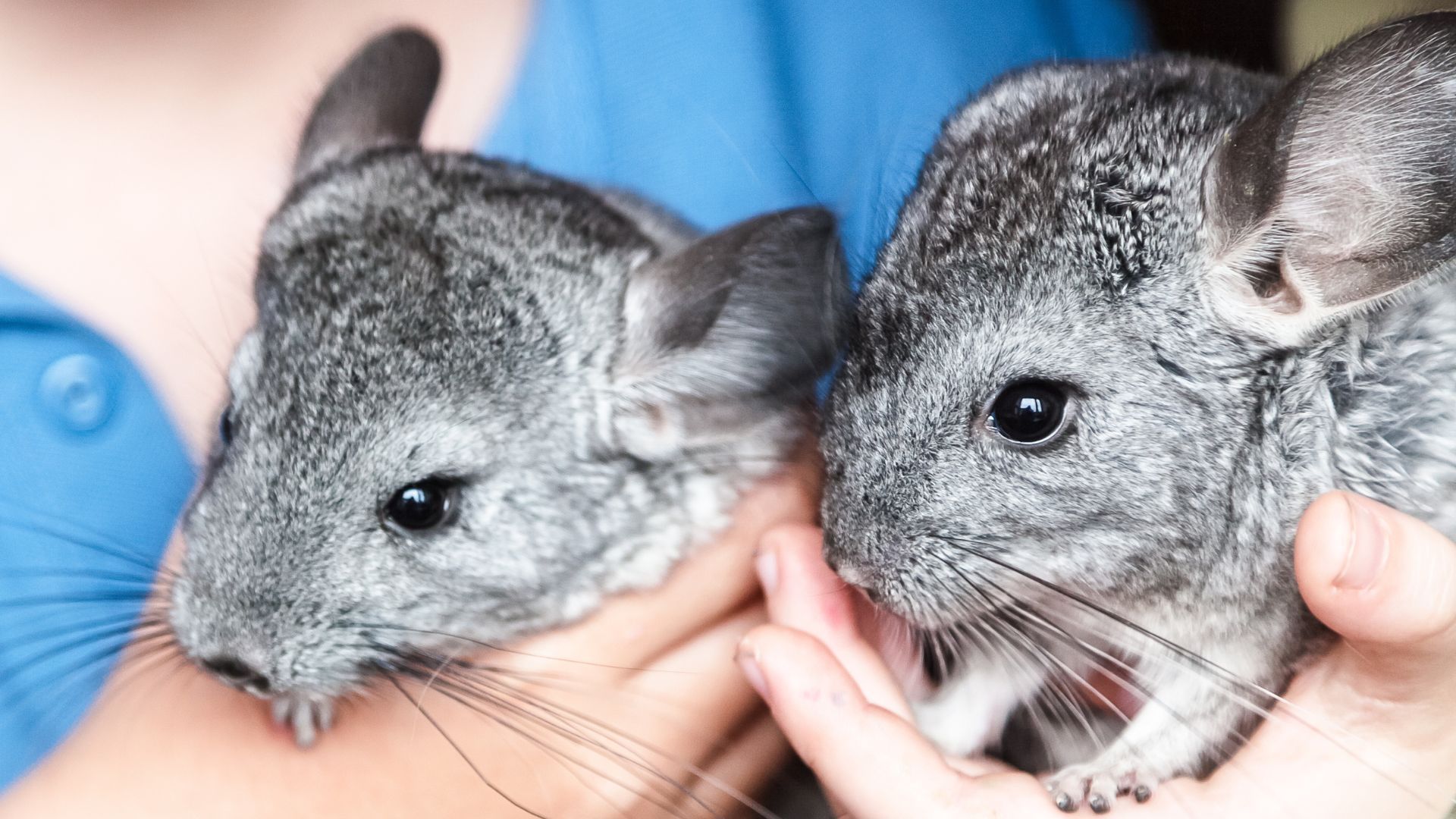 <p>                     If you’ve got room for two, a pair of chinchillas could be the best exotic animal for you. These social little creatures are native to the Andes mountains and live in herds in the wild so love nothing more than having their fellow fur friends around them to interact with.                   </p>