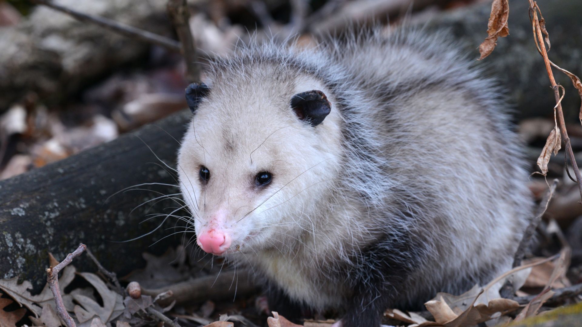 <p>                     What about short-tailed opossums? Hailing from the marsupial family, this mouse-like creature can make for a good pet thanks to its docile nature.                   </p>