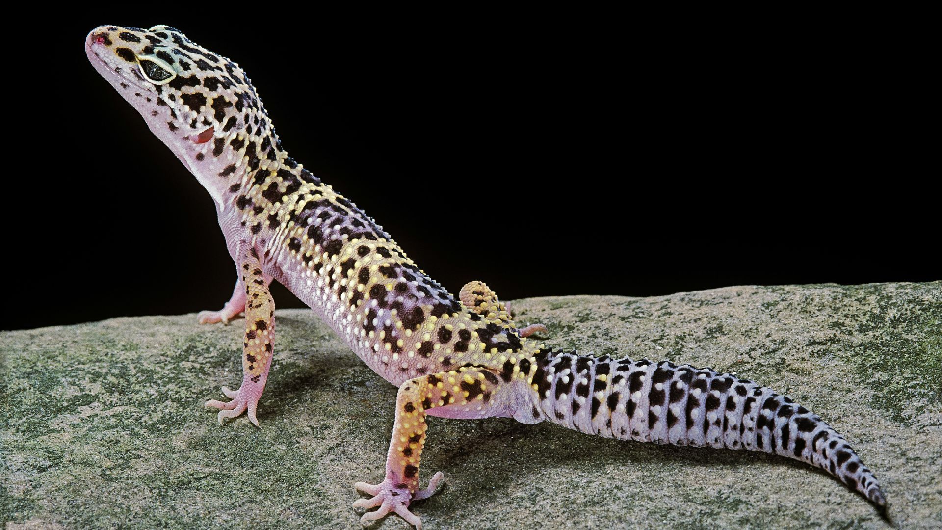 <p>                     Known as ‘beginner reptiles’, leopard geckos are one of the easiest colourful creatures to handle as they require minimal care requirements in comparison to other lizards.                   </p>