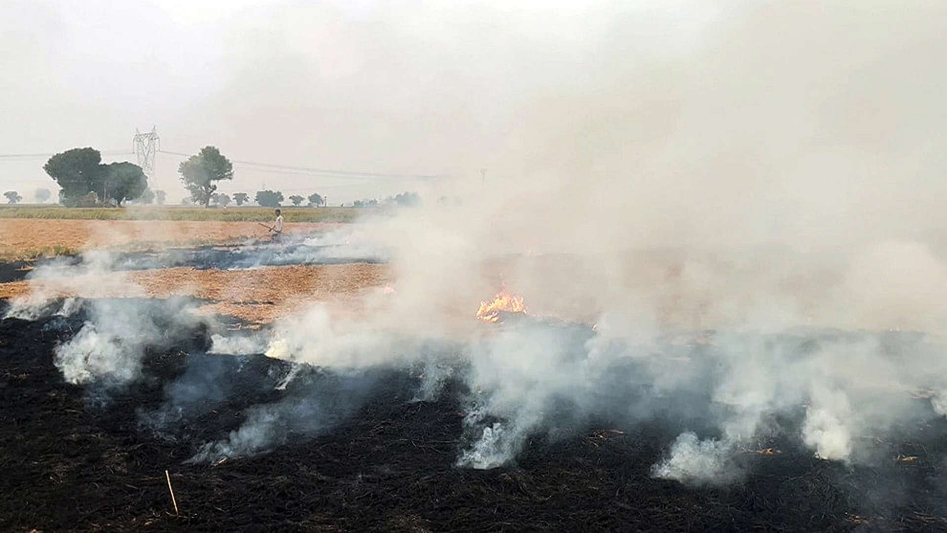 Stubble burning is seen in a field of Karnal on October 22, 2023.