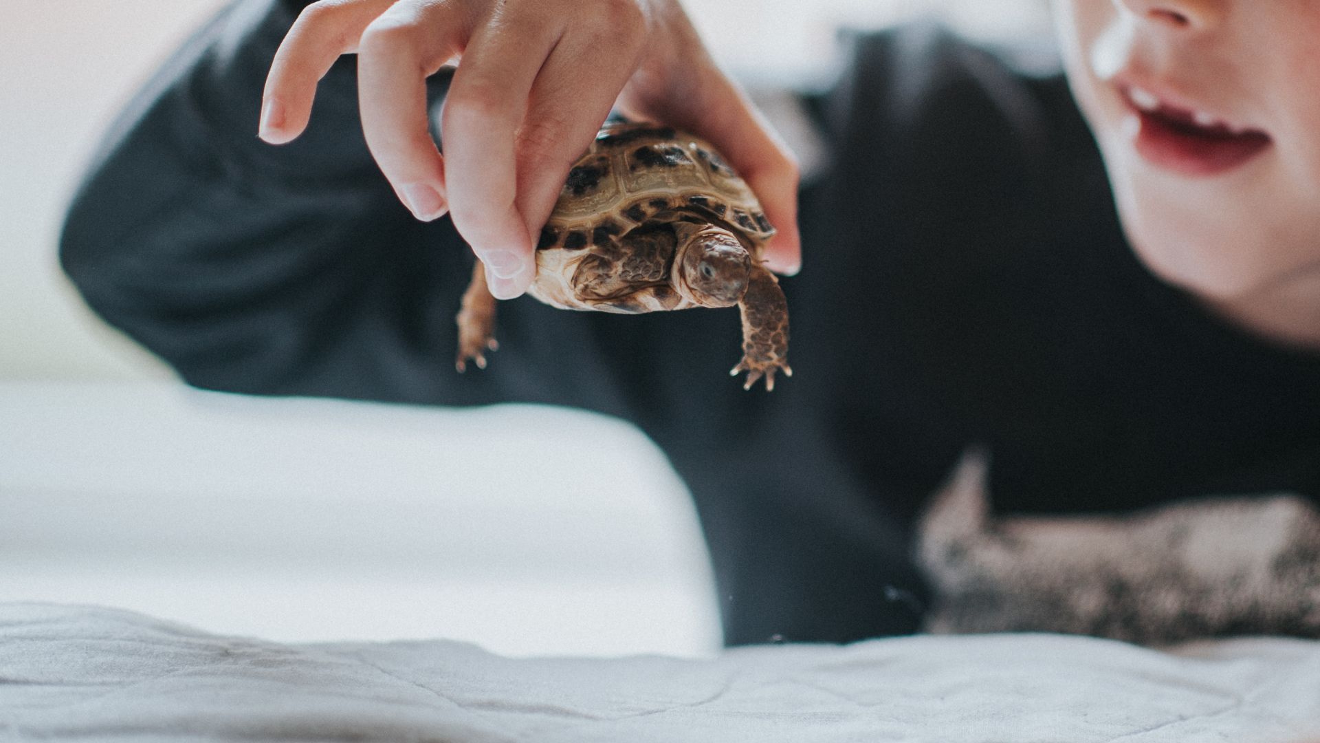 <p>                     Like the sound of owning a pet turtle? Once you’ve done your research and discovered what makes for good pet turtle care, you could have a friend for life (well, for 80 years).                   </p>