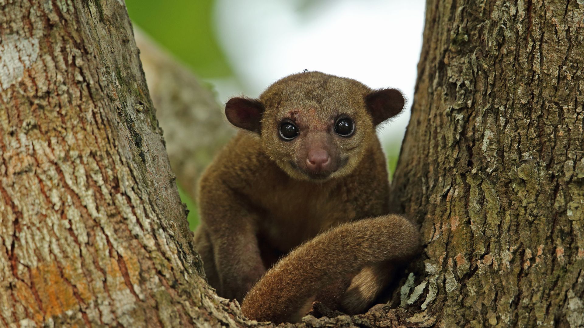 <p>                     Heard of a Kinkajou? You’d be forgiven if not. The tropical rainforest exotic mammal is related to coatis and raccoons and in some regions, it can be known as a honey bear. Just look how cute!                   </p>
