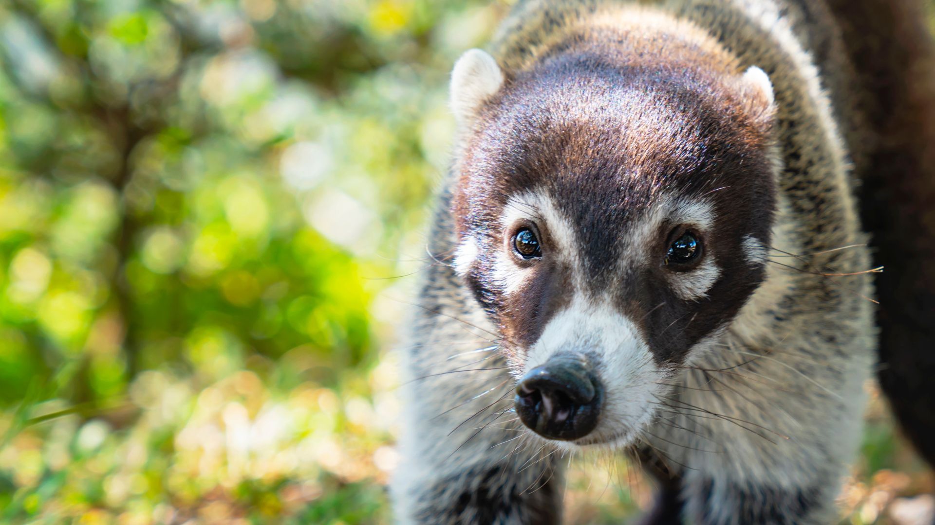 <p>                     There are some laws about keeping these South American raccoons as pets. But two types of coati — the white-nosed and South American coatis — have been known to be domesticated.                   </p>