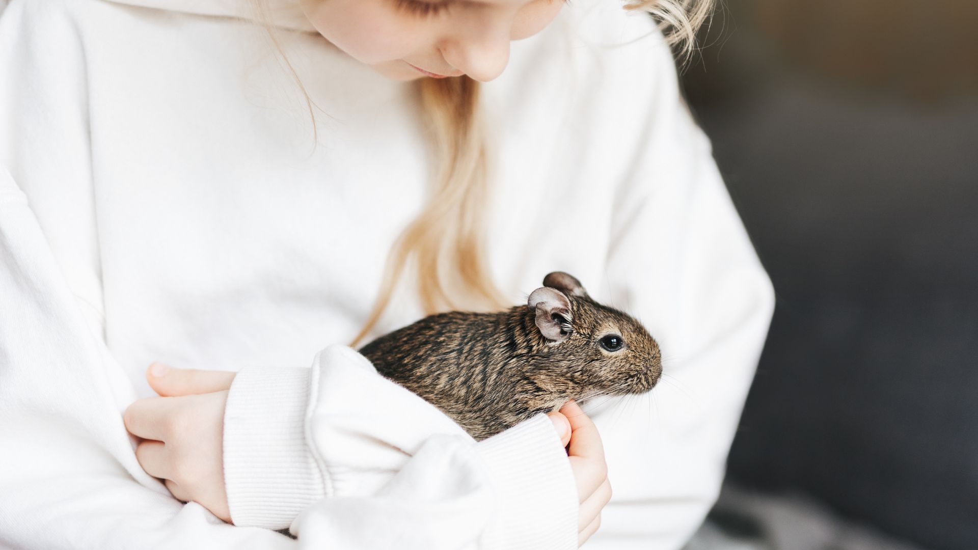 <p>                     Degus are rodents native to Chile and are often likened to hamsters, chinchillas or rats. They’re happy to be handled and looked after — just don’t pull on their tail as they’re able to shed this appendage as a self-defence mechanism.                   </p>