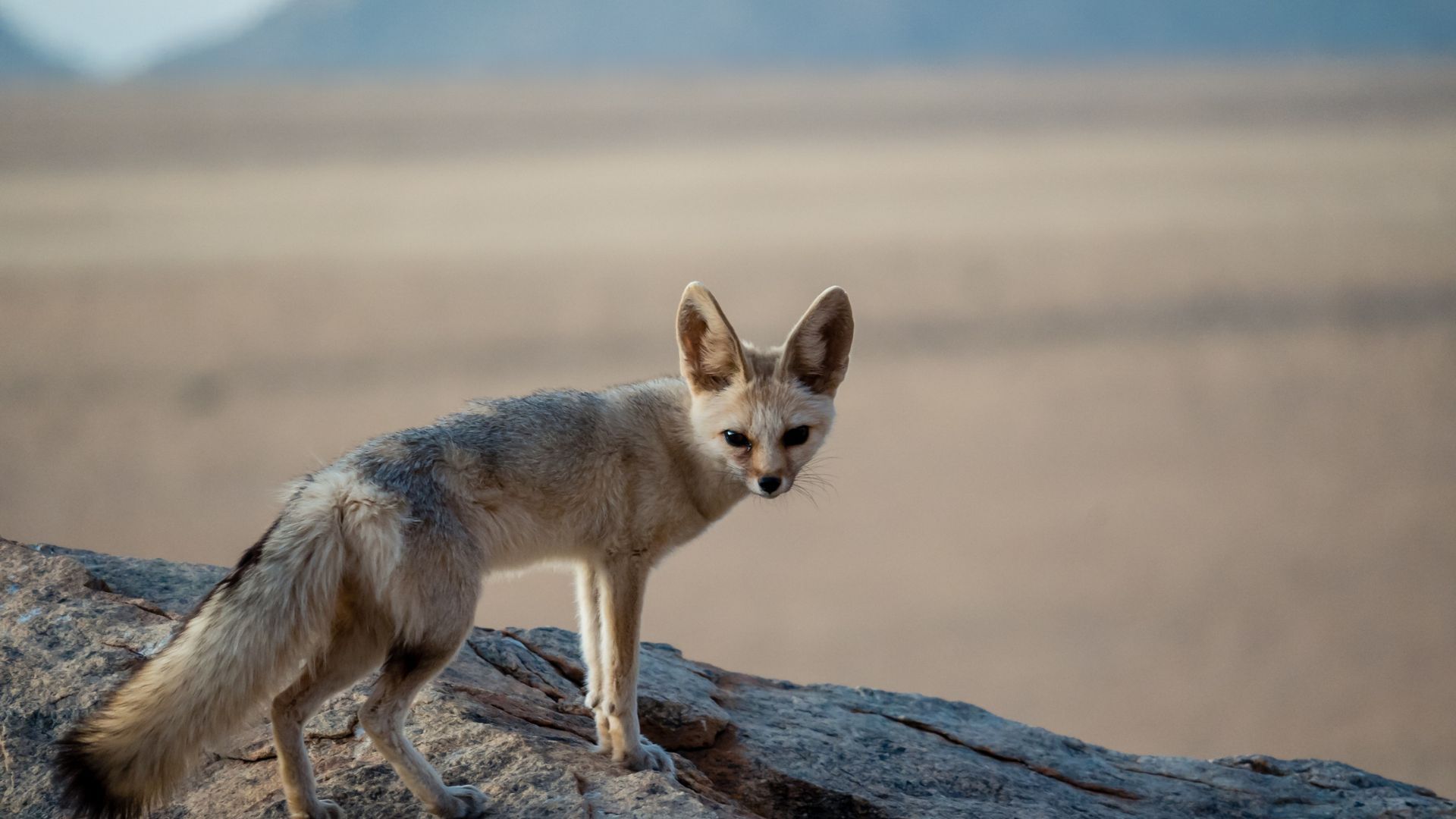 <p>                     Ranging in color from reddish cream to a light fawn shade, these desert foxes have bushy tails with black tips. But do note: there are some bans on owning a fennec fox in certain U.S. states.                   </p>