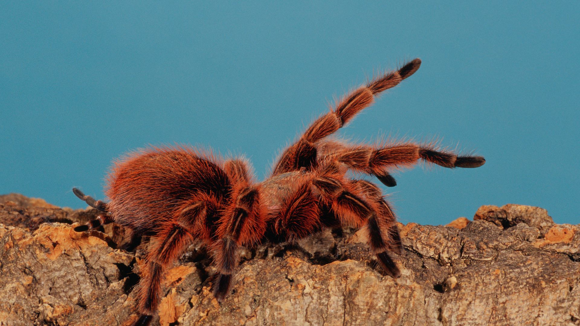<p>                     It’s worth highlighting that tarantulas won’t be the perfect exotic pet for all. However, these eight-legged creepy crawlies are low maintenance and live for 10-15 years so it’s no wonder they are favored by many.                   </p>