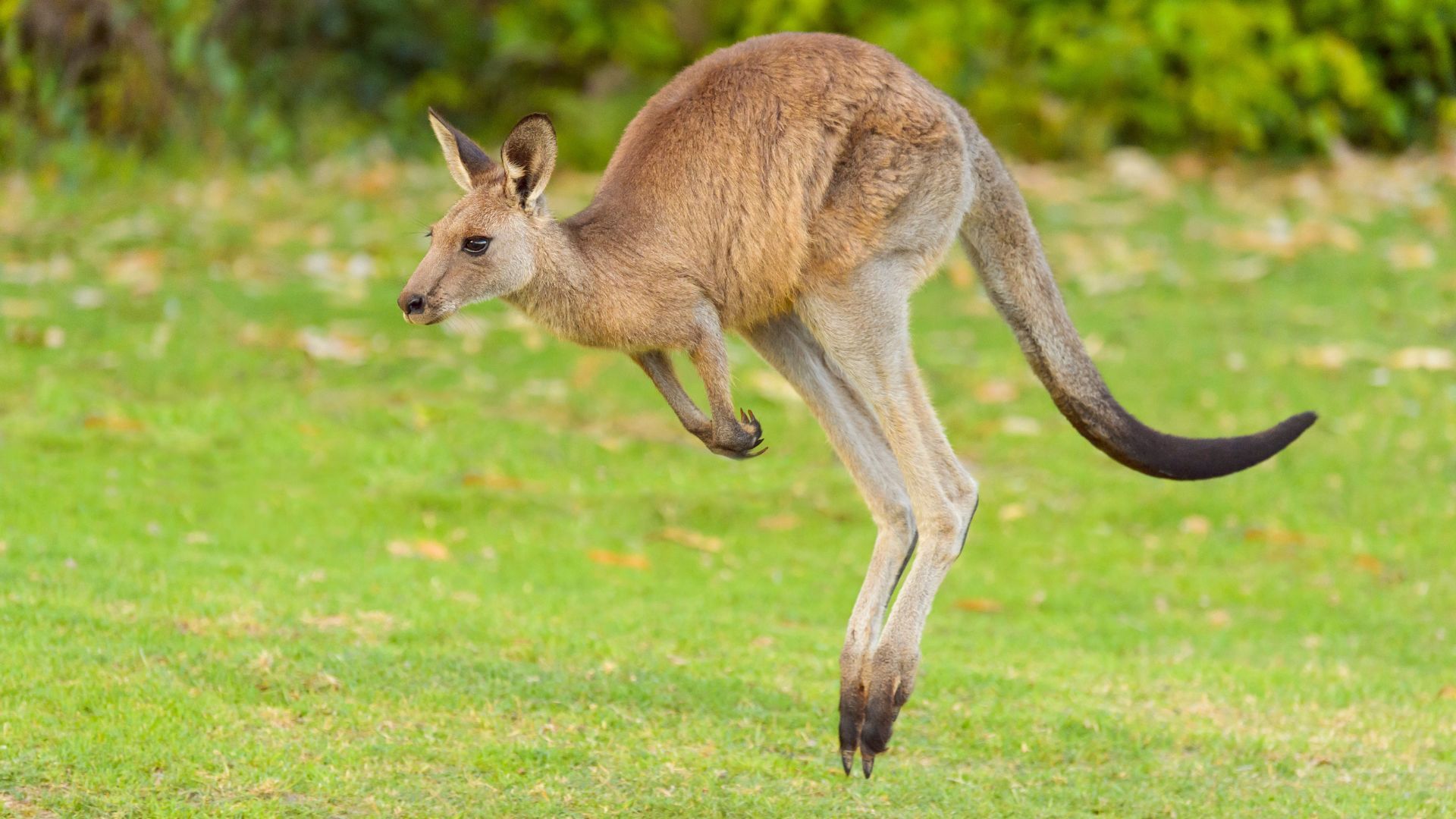<p>                     Kangaroos aren’t your usual everyday pet as they can be standoffish with humans. Plus, in some areas of the U.S. it’s illegal to home one and it makes sense. Along with needing lots of room to graze, run, and well…jump, these bouncing beauties can be unpredictable at times too.                   </p>
